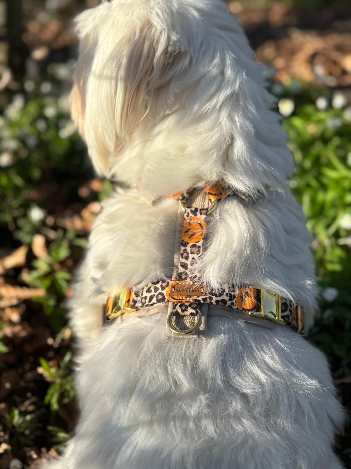 Kleiner weißer Hund mit Brustgeschirr Leo Smile und passender Designerleine Leo Smile