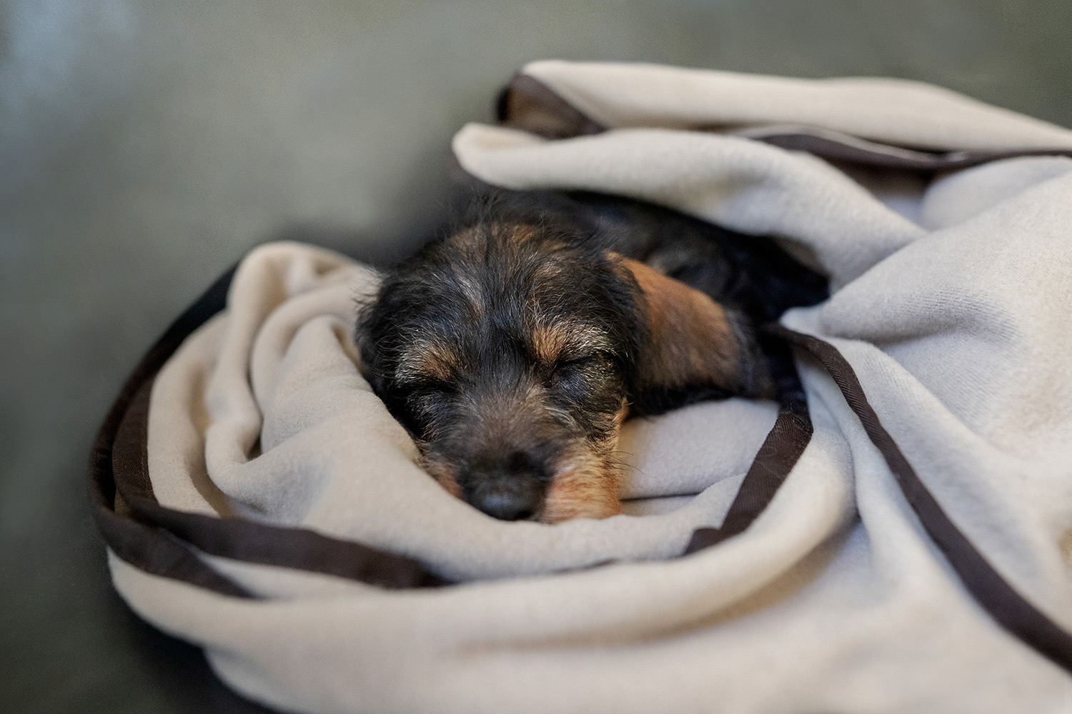 Schmusedecke Beige, kleiner Dackelwelpe kuschelt