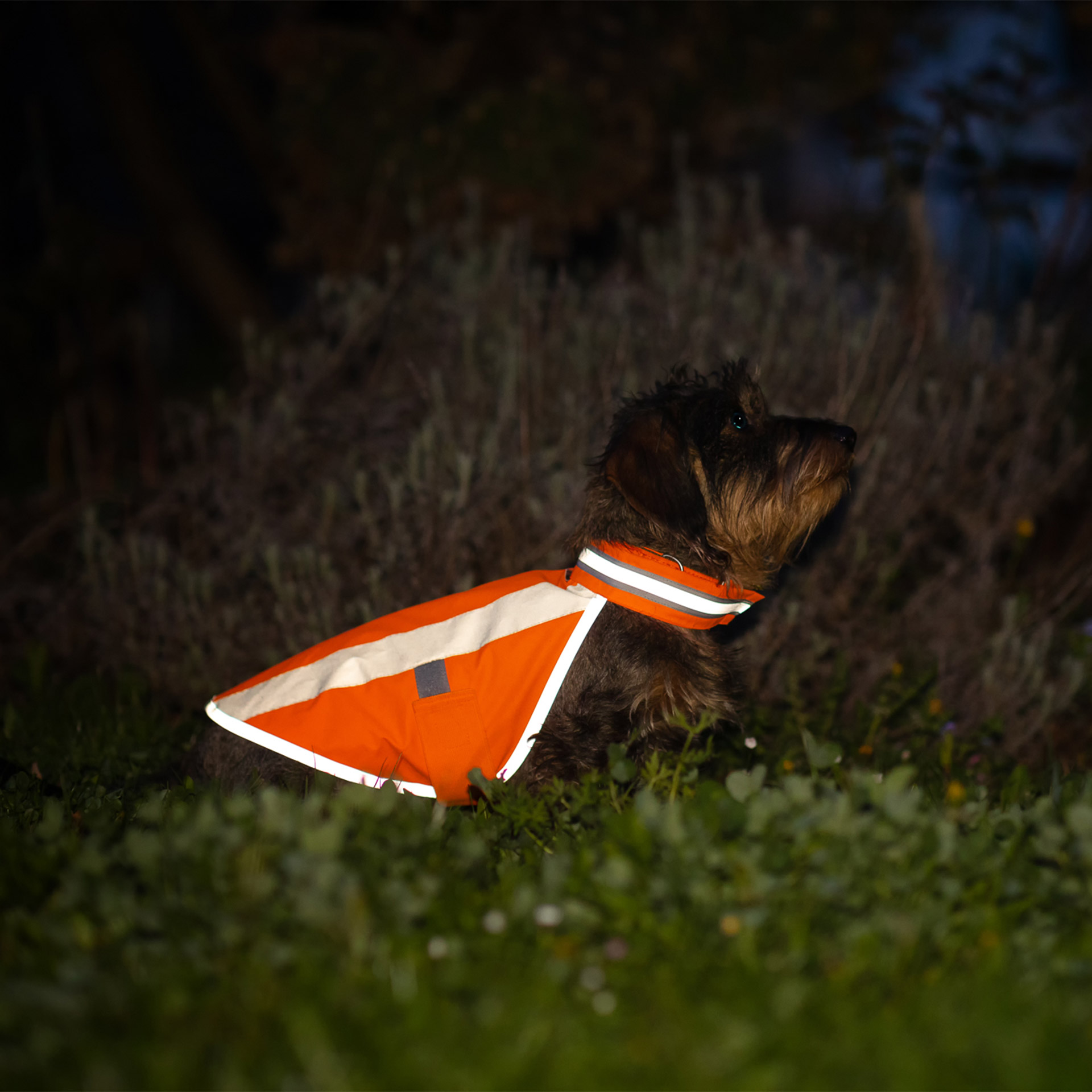 Dackel mit neonfarbener Wanrweste