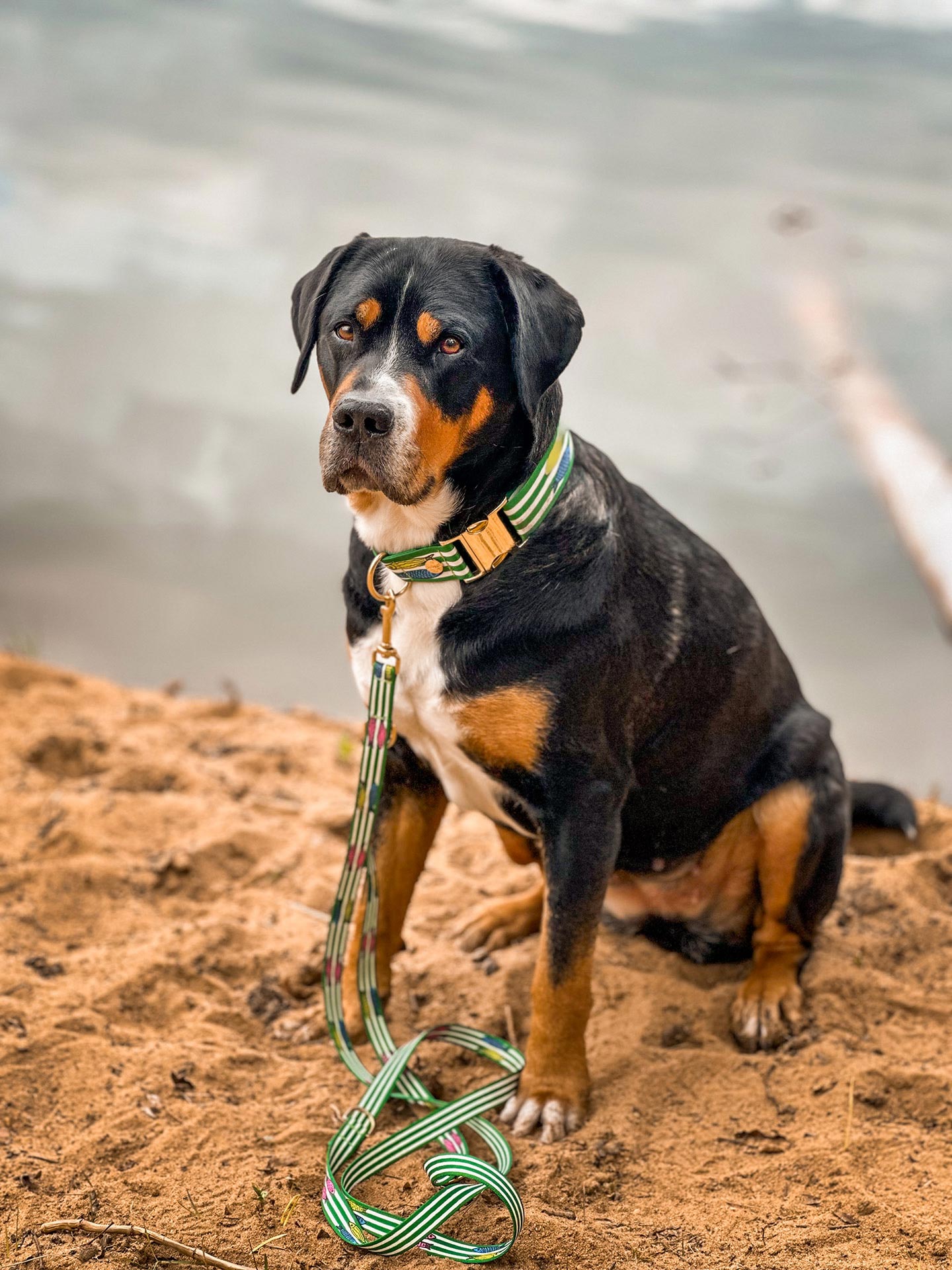 Großer Schweizer Sennenhund sitzt am FLussufer,  Halsband und Leinen passend mit Fischmotiv