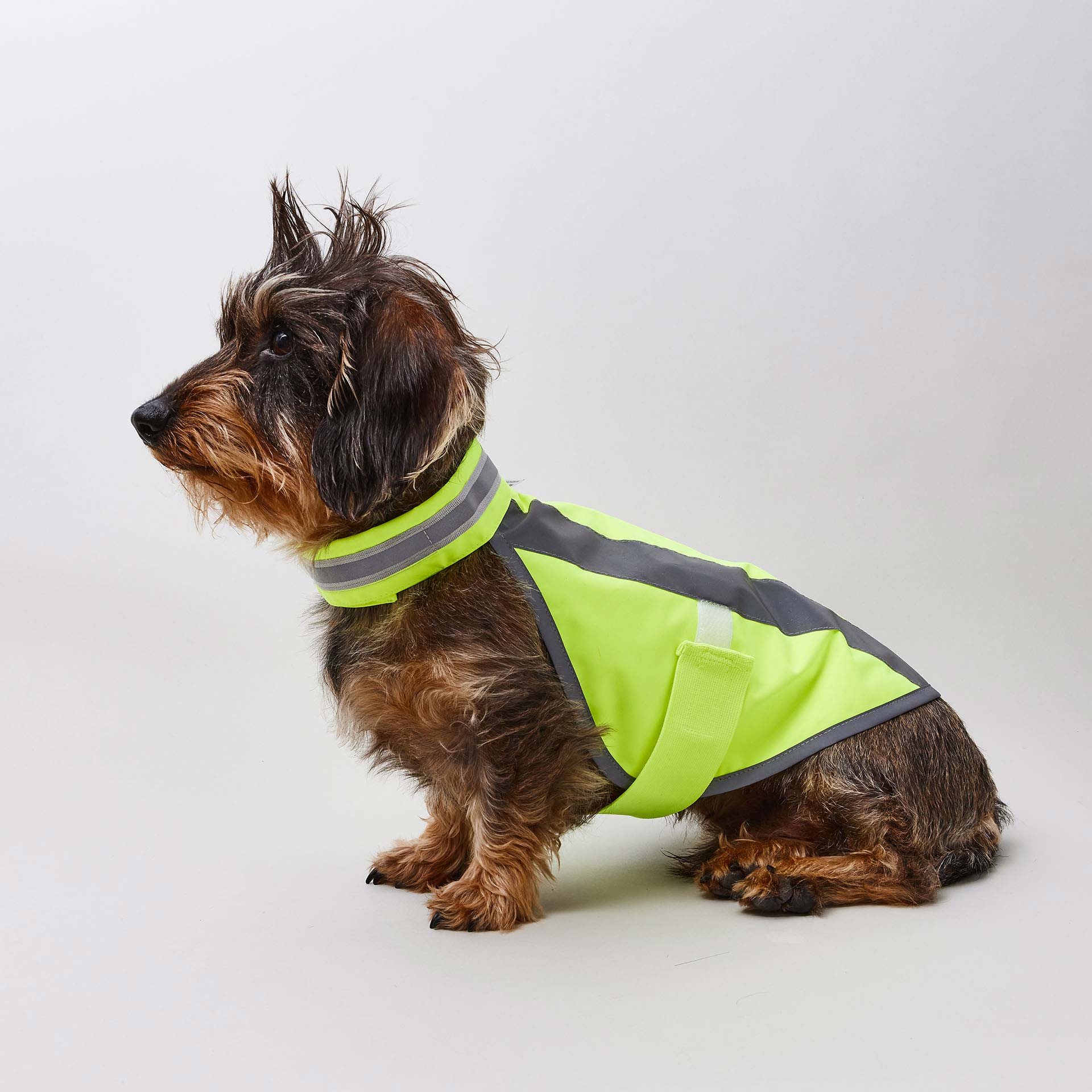 Neongelbe Hundewarnweste an Dackel