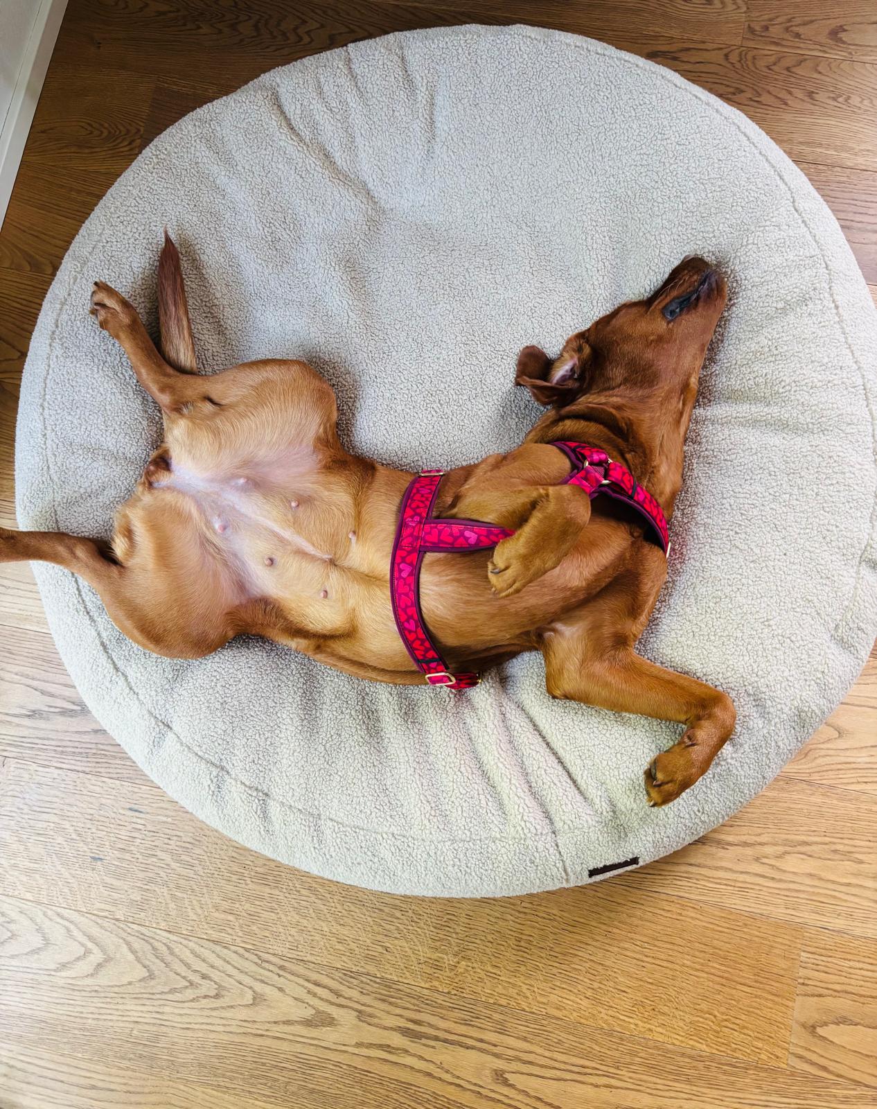 Labrador Nala in Bagelbettchen Teddy Sand und Geschirr Herzklopfen