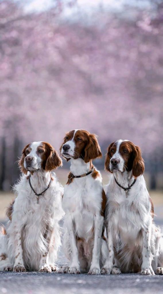 Drei Irish Red an White Setter Aruna Delia Gwenny  Markenband Dunkelbraun