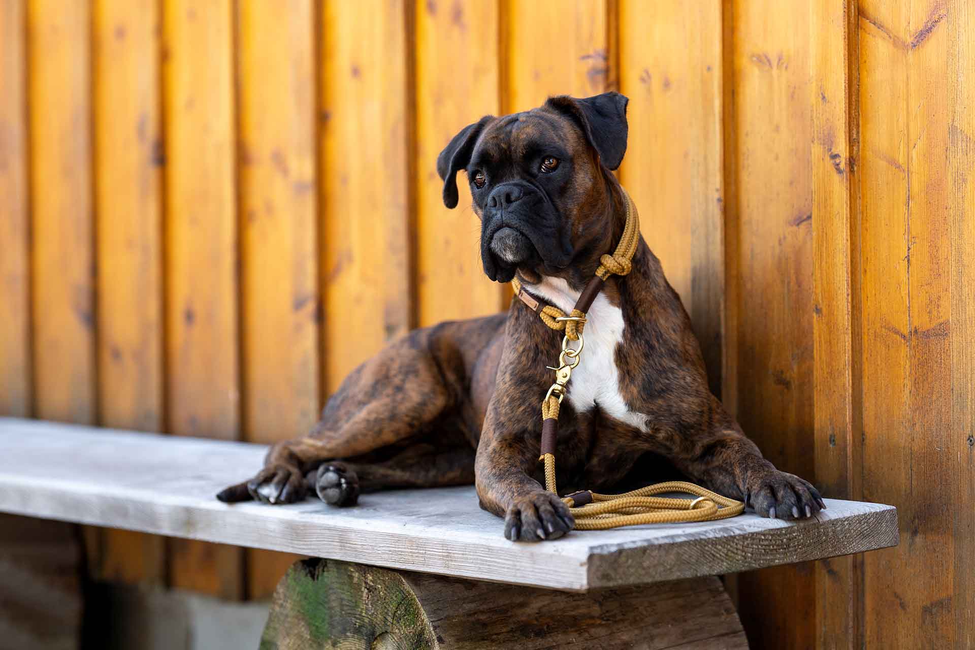 Boxer Käthe in Tauset Sweet Toffee Dunkelbraun, handgefertigt in Bayern