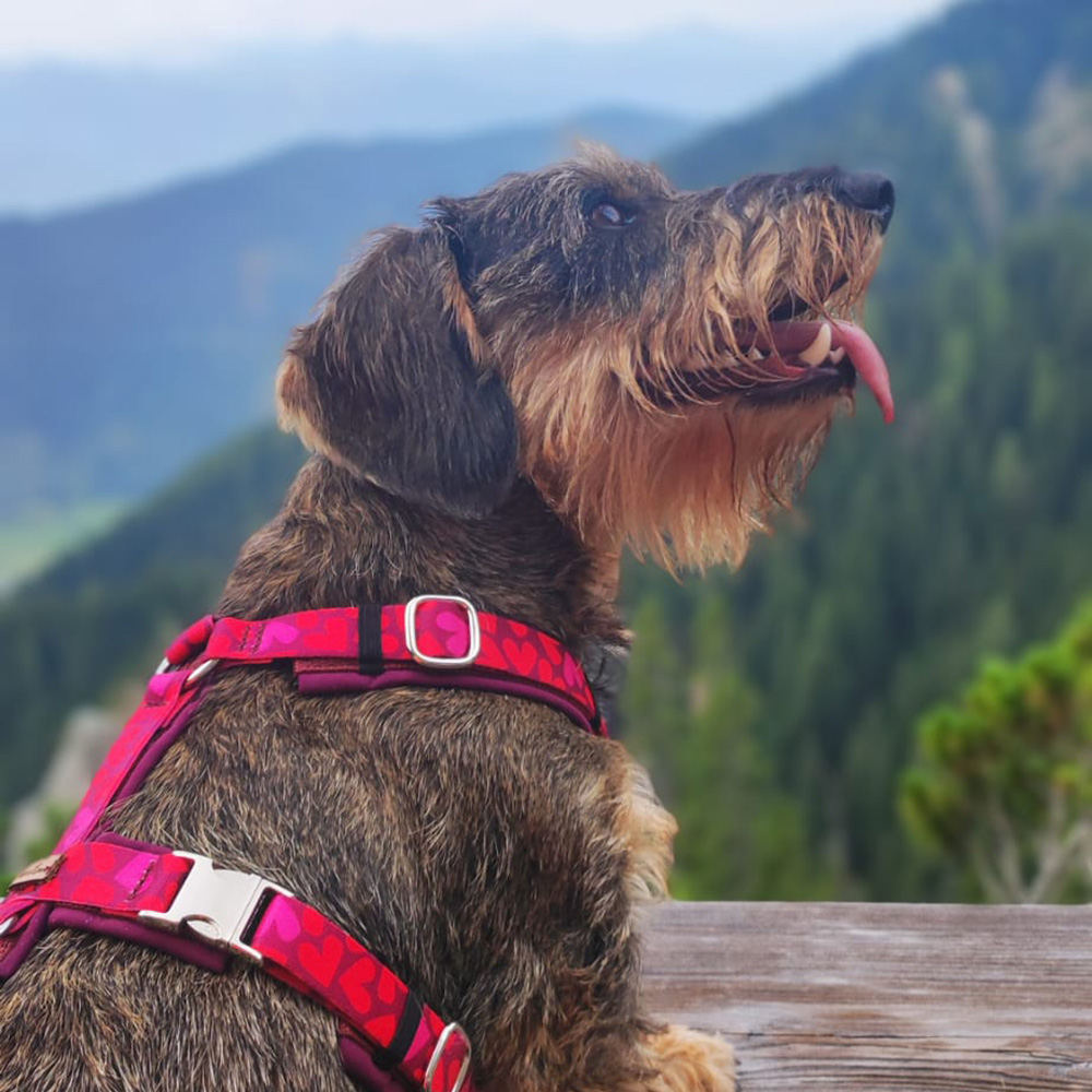 Dackel trägt Hundegeschirr Herzklopfen, Design mit roten Herzen
