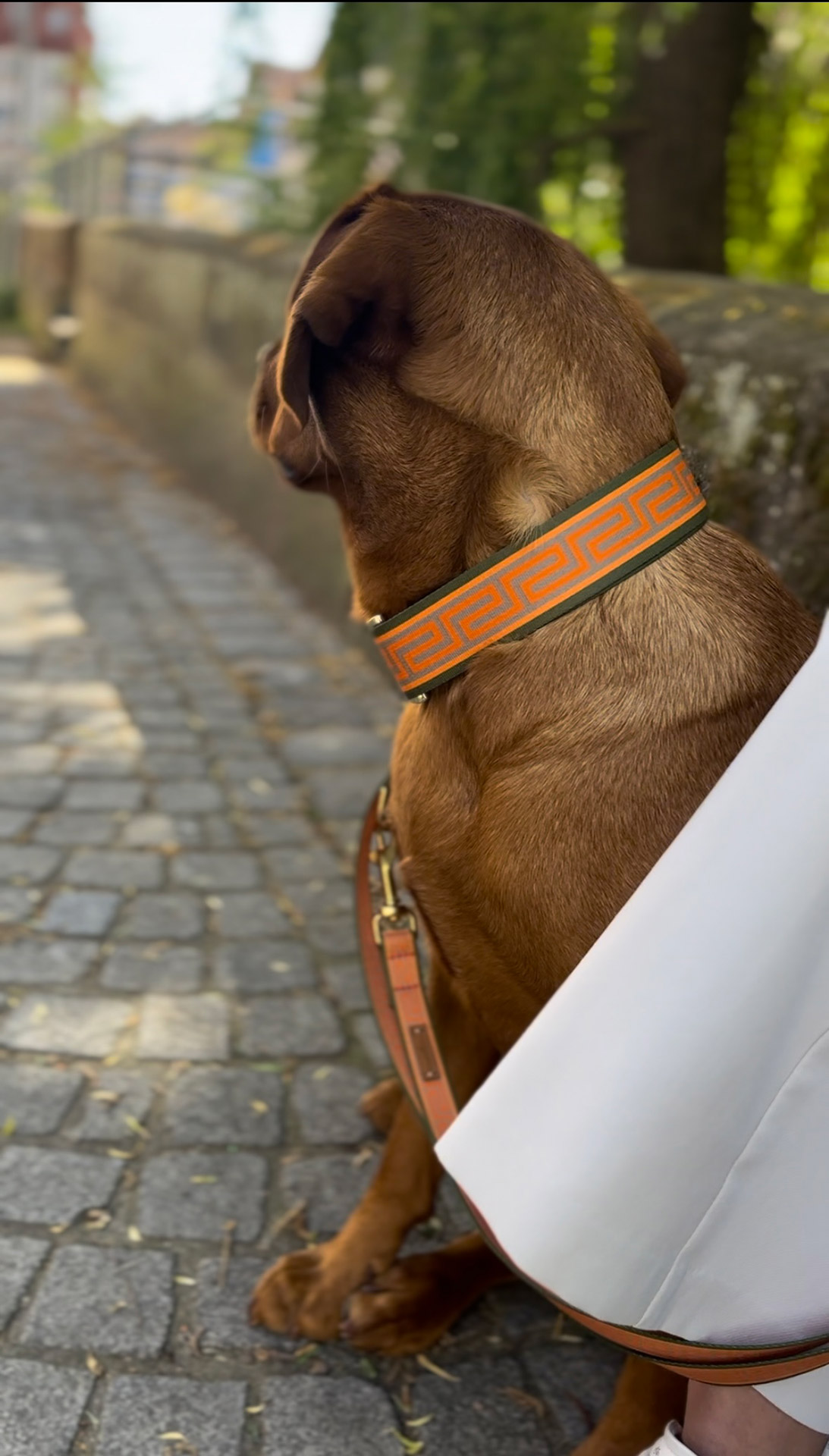 Labrador Redfox mit Wellenbrecher Halsband in Größe XL, passende Designerleine