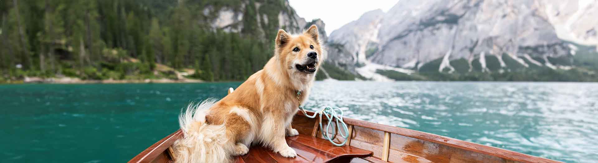 Eurasier auf Ruderboot mit Tauhalsband und Tauleine von isartau
