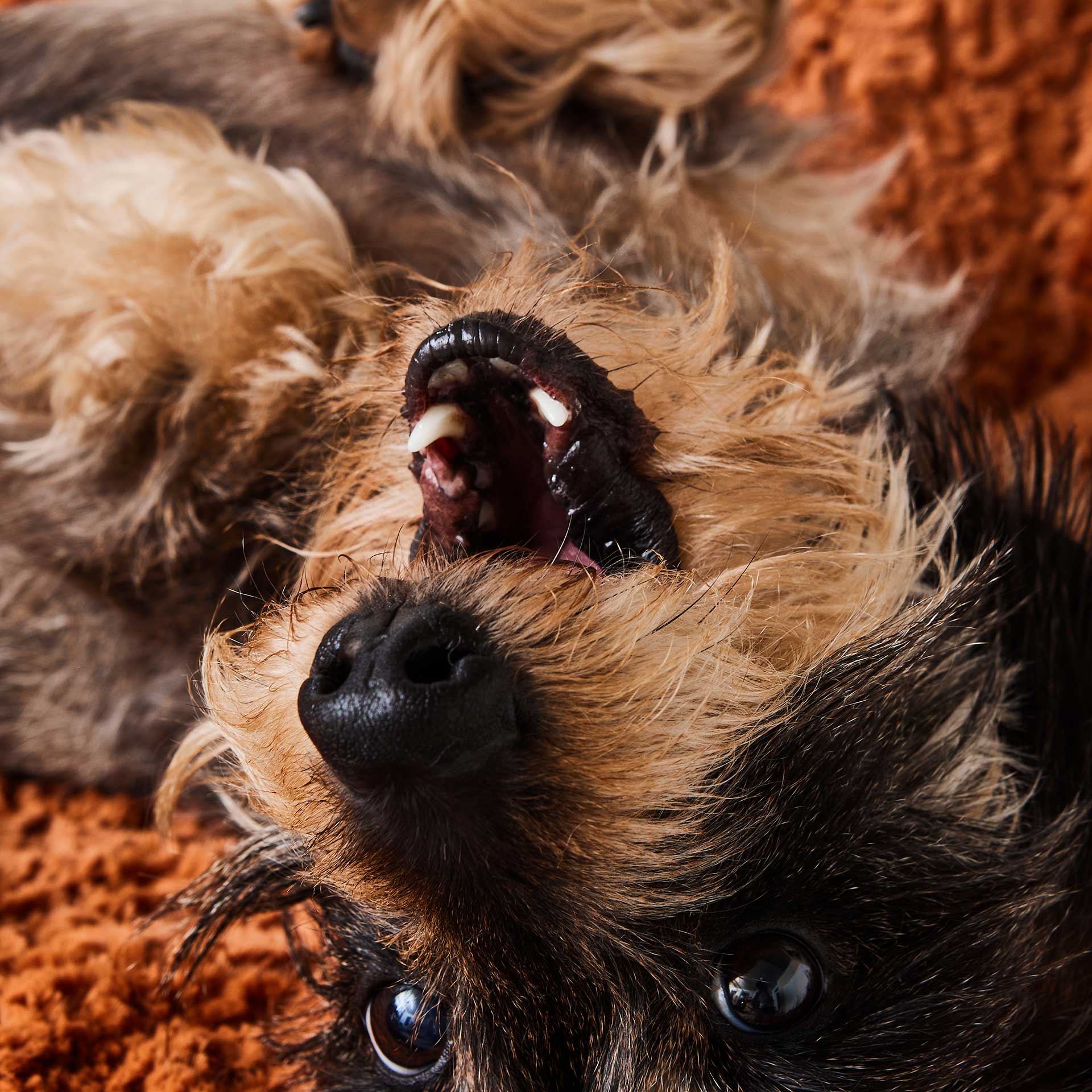 Dackel liegt in Bagelbettchen Kunstfell Zimt und hat Spaß