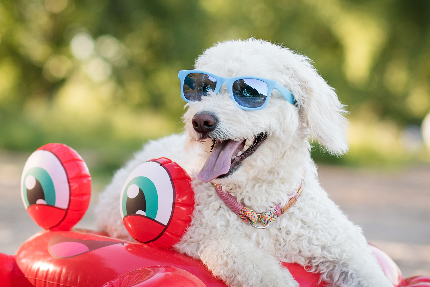 Hund mit Sonnenbrille liegt in Schwimmreifen