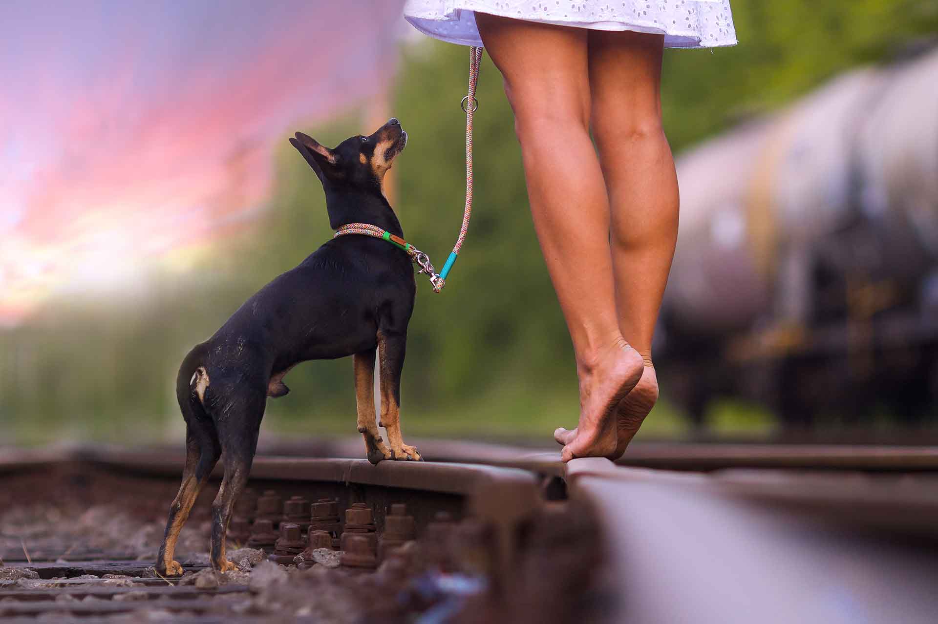 Zwergrehpinscher steht mit Frauchen am Bahndamm