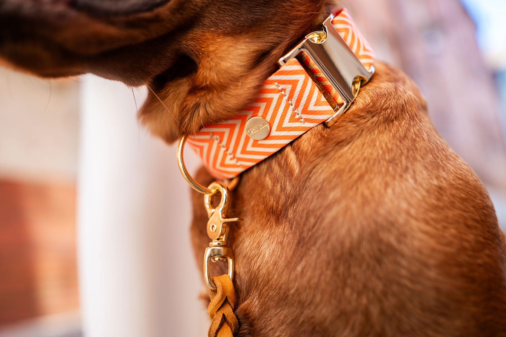 Labrador in Halsband Tänzer, Muster Fischgrät in Beige, Orange, Lederleine Cognac