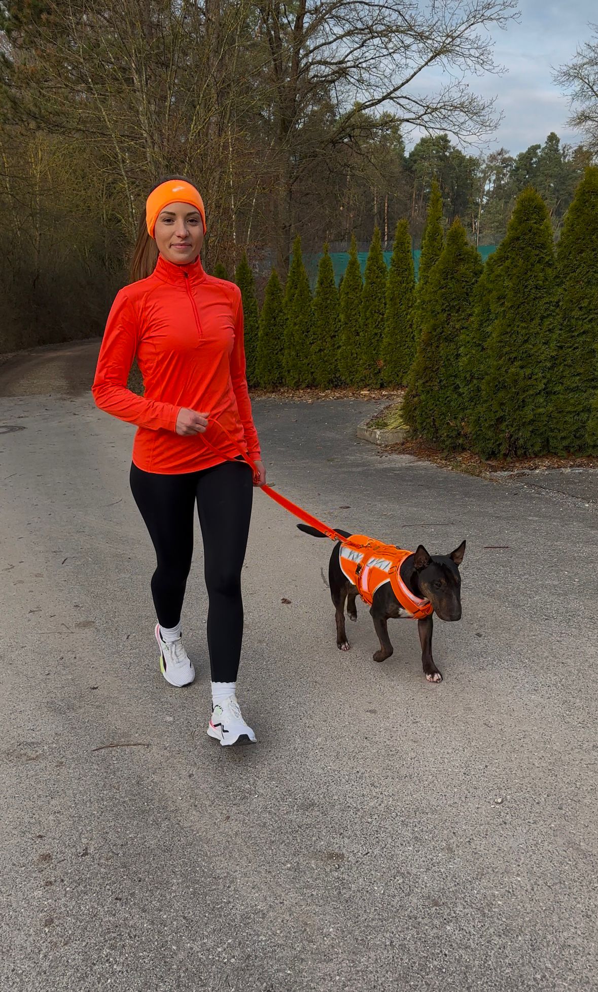 Bullterrier in neonorangener Hundewarnweste