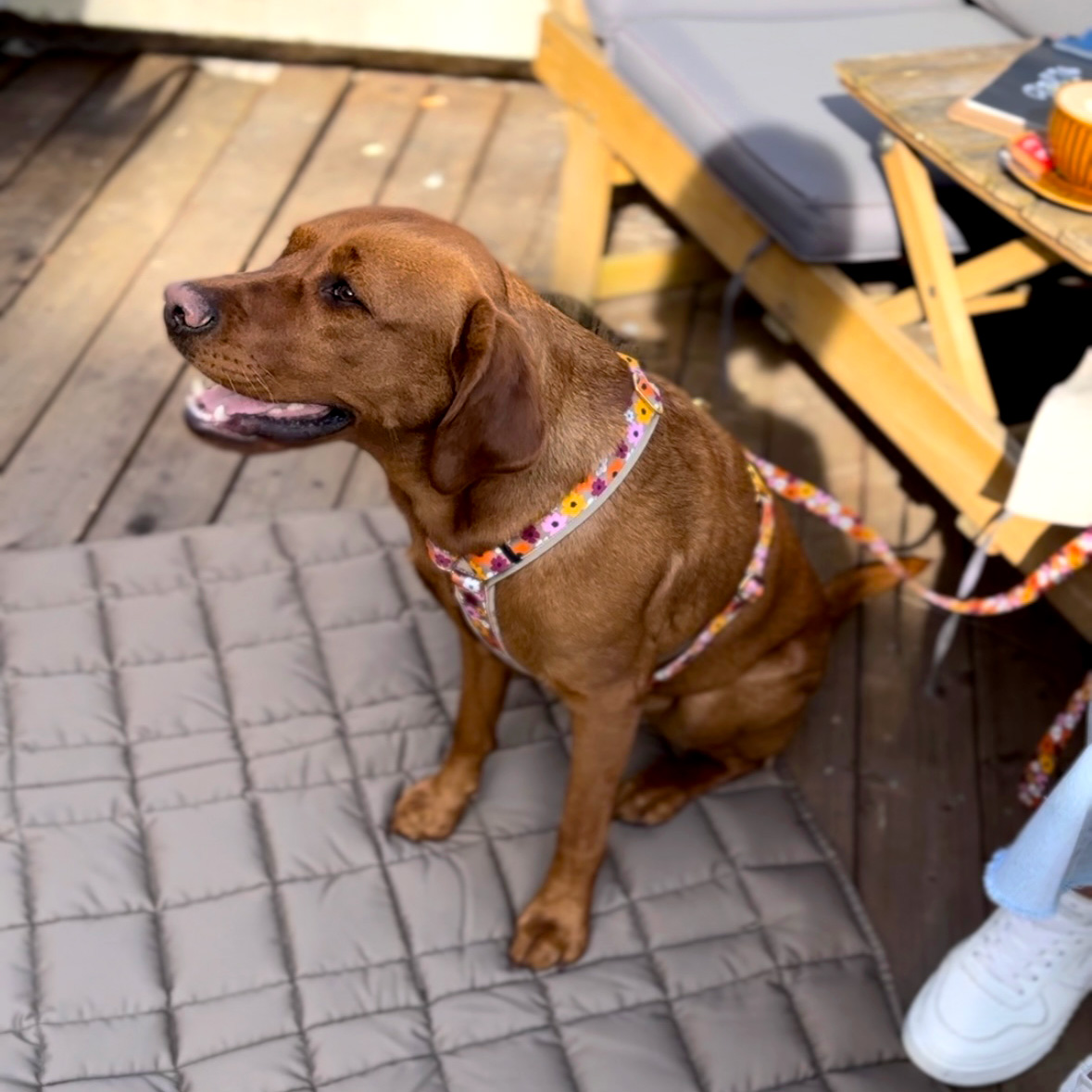 Labrador Nala trägt Designergeschirr Blumenmeer, Hund sitzt auf Reisedecke Pocket