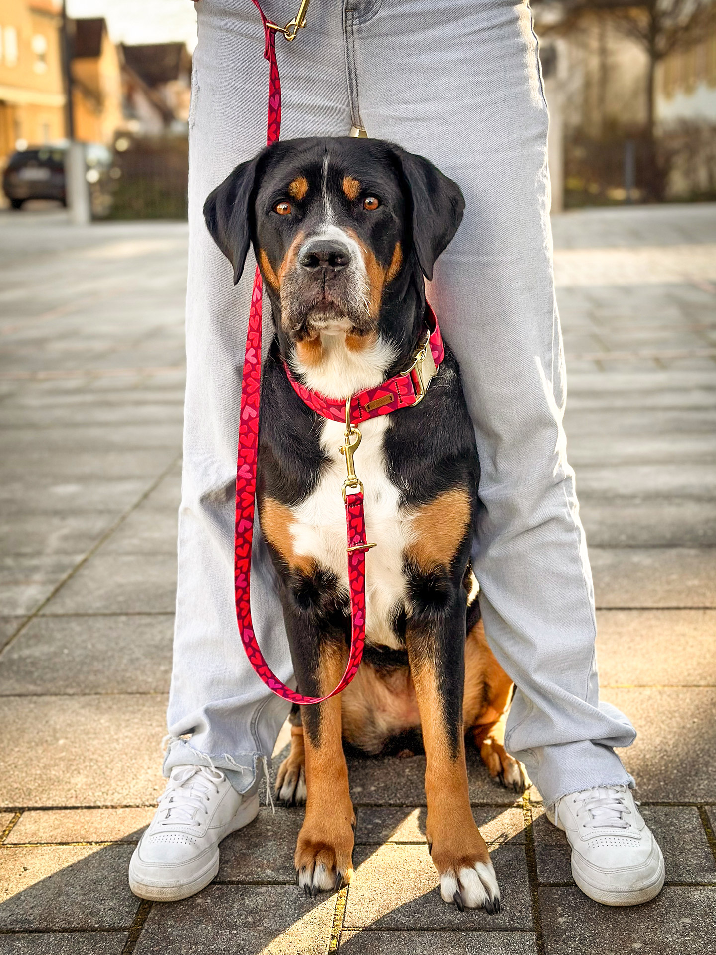 Großer Schweizer Sennenhund mit Halsband und Leinen Set im Design Herzklopfen, Herzprint in Rot