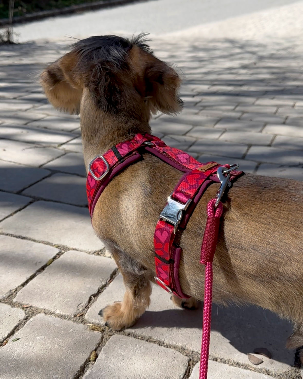 Hund Rasse Dackel trägt Brustgeschirr Herzklopfen in Größe S