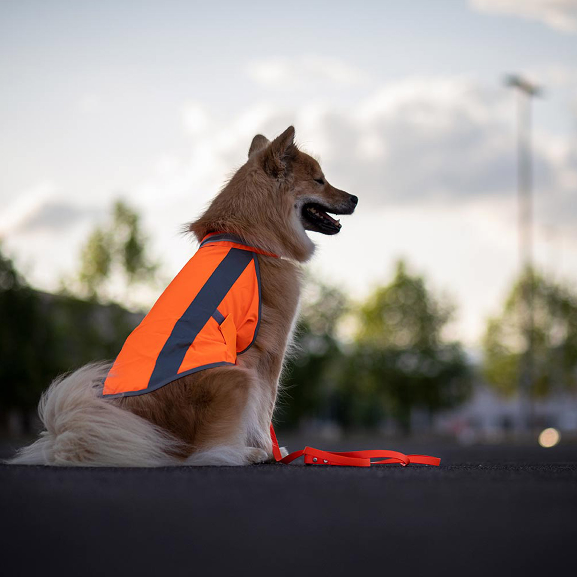 Hund mit neonfarbener Hundewarnweste in Orange
