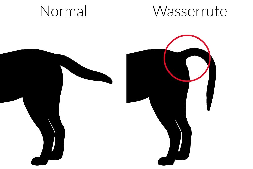 Grafik der Wasserrute, normale Haltung der Rute link, gebogene nicht normale Rutenhaltung bei Wasserrute rechts
