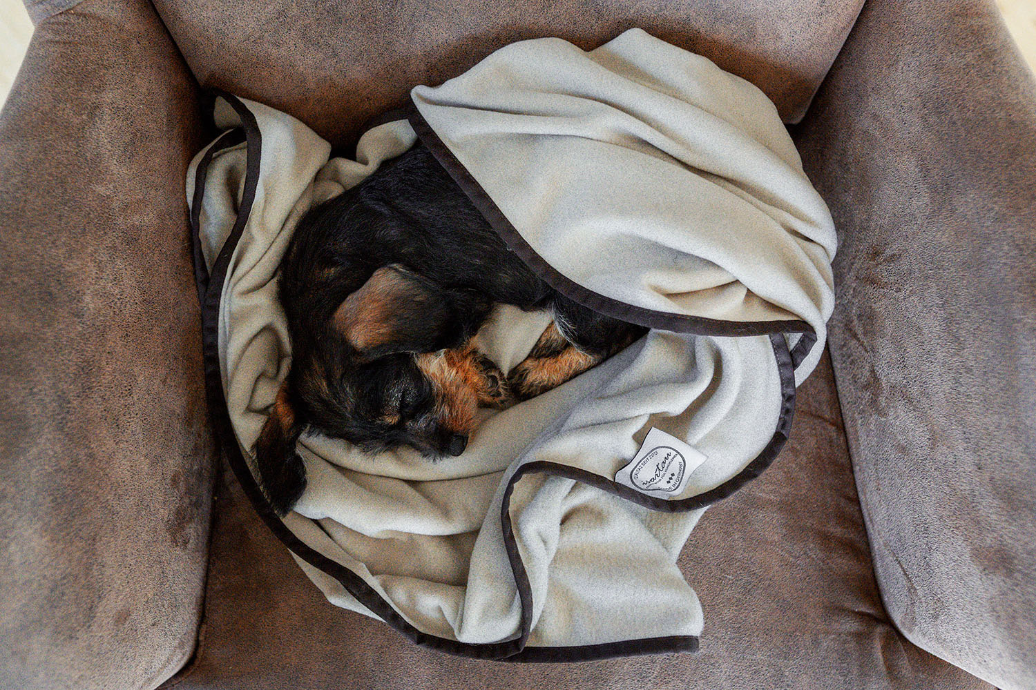 Dackelwelpe in weiche Schmusedecke Beige gehüllt