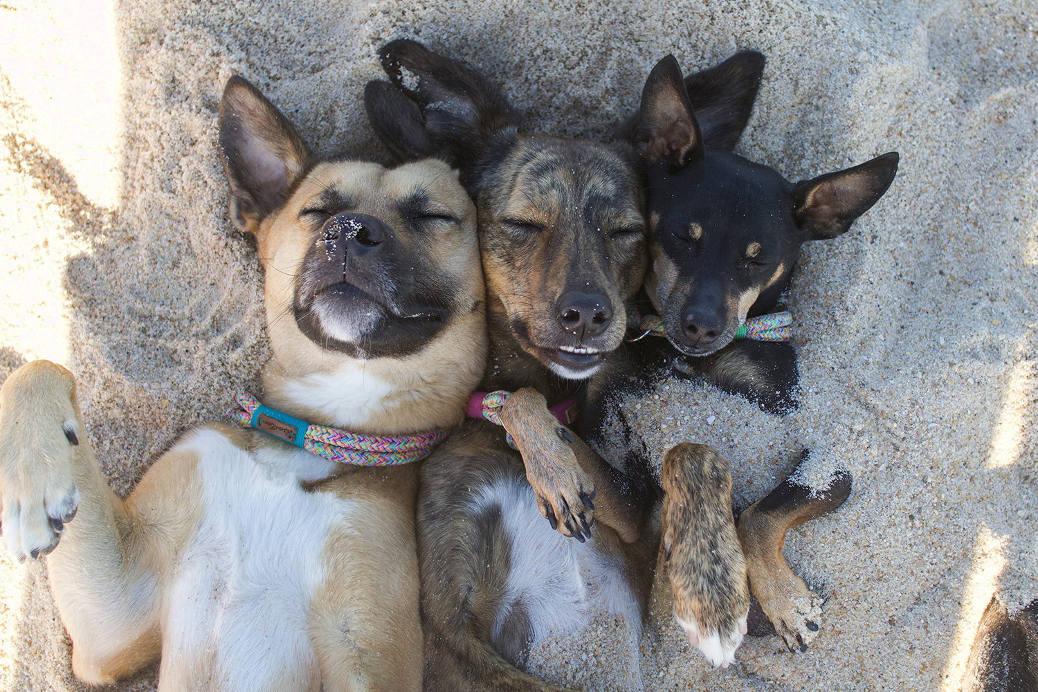 Hunde von verpinscht, petfluencer, alle 3 liegen am Strand nebeneinandner