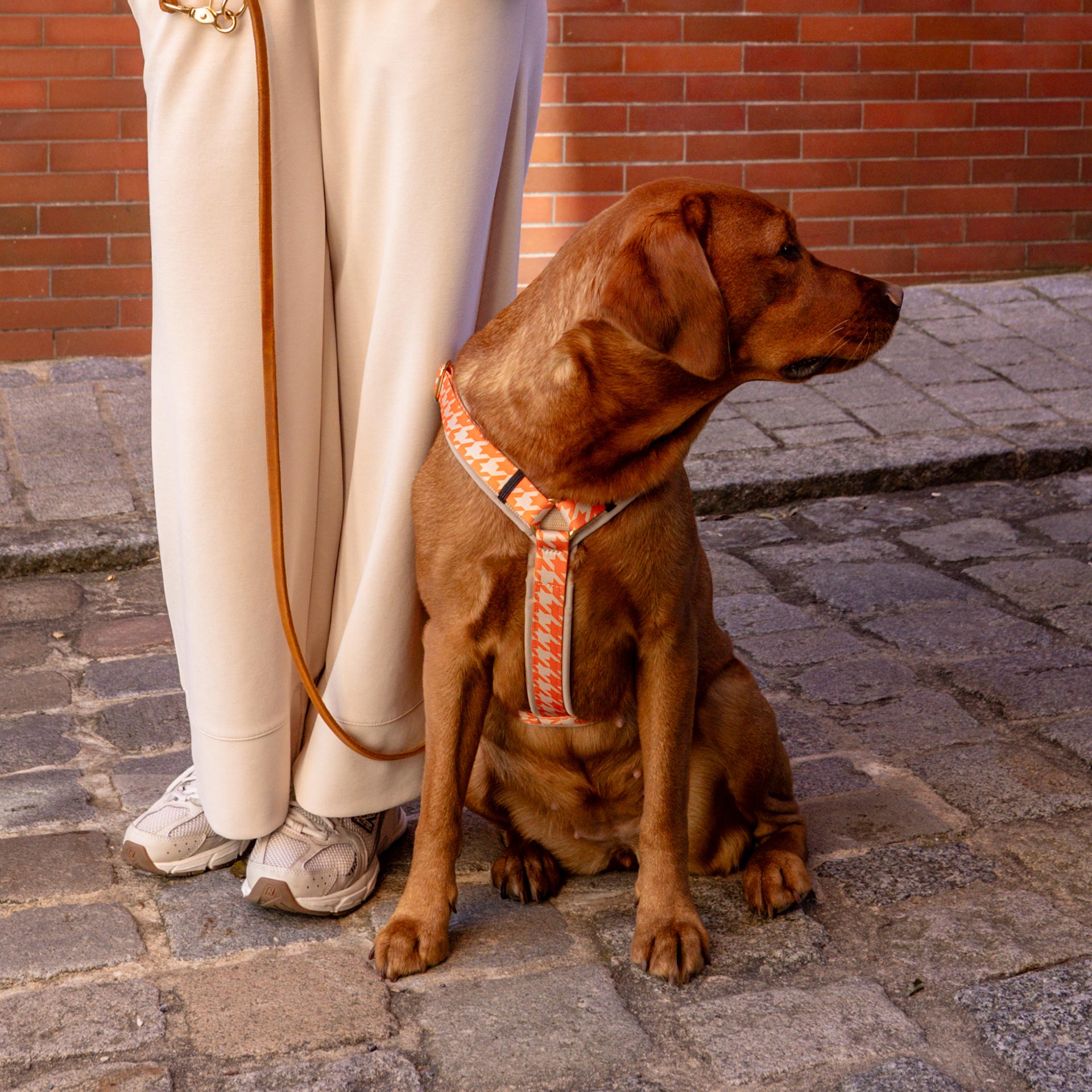 Labrador Hund trägt gepolstertes Brustgeschirr WANDLER