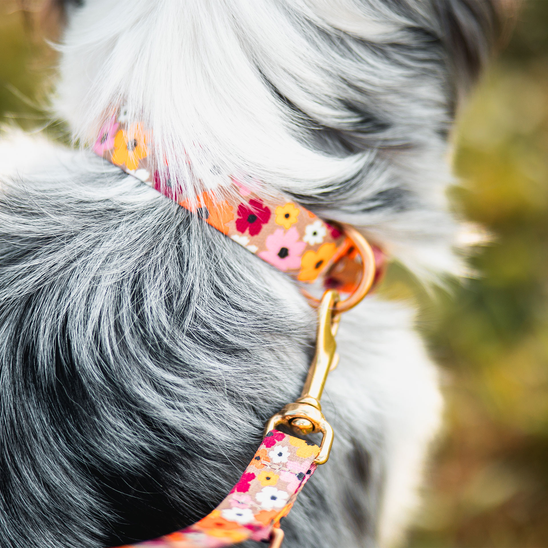 Aussie mit Halsband Blumenmeer, Hundeleine Blumenmeer