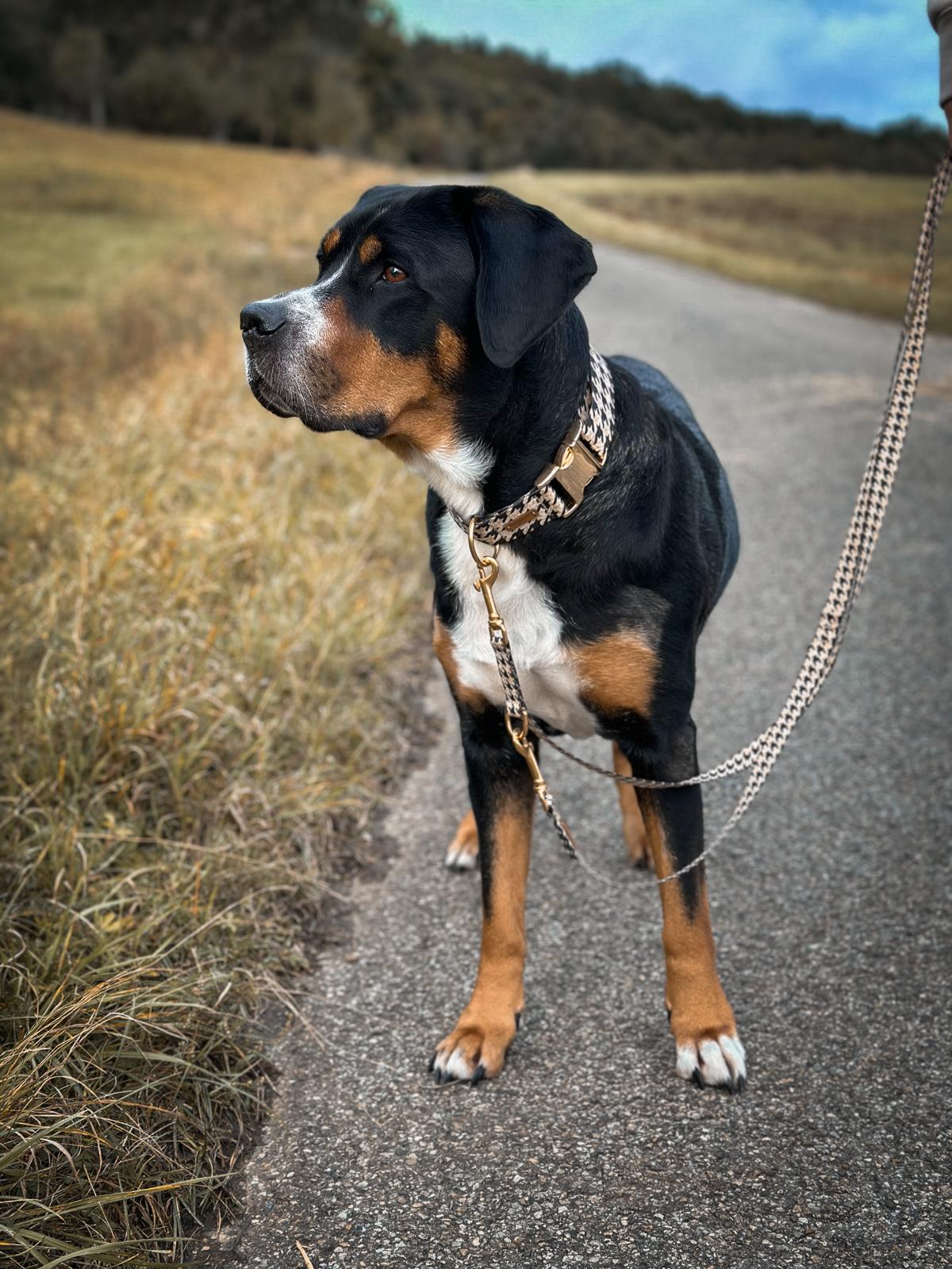 Großer Schweizer Sennenhund mit Halsband und Leine im design Stadtgeflüster