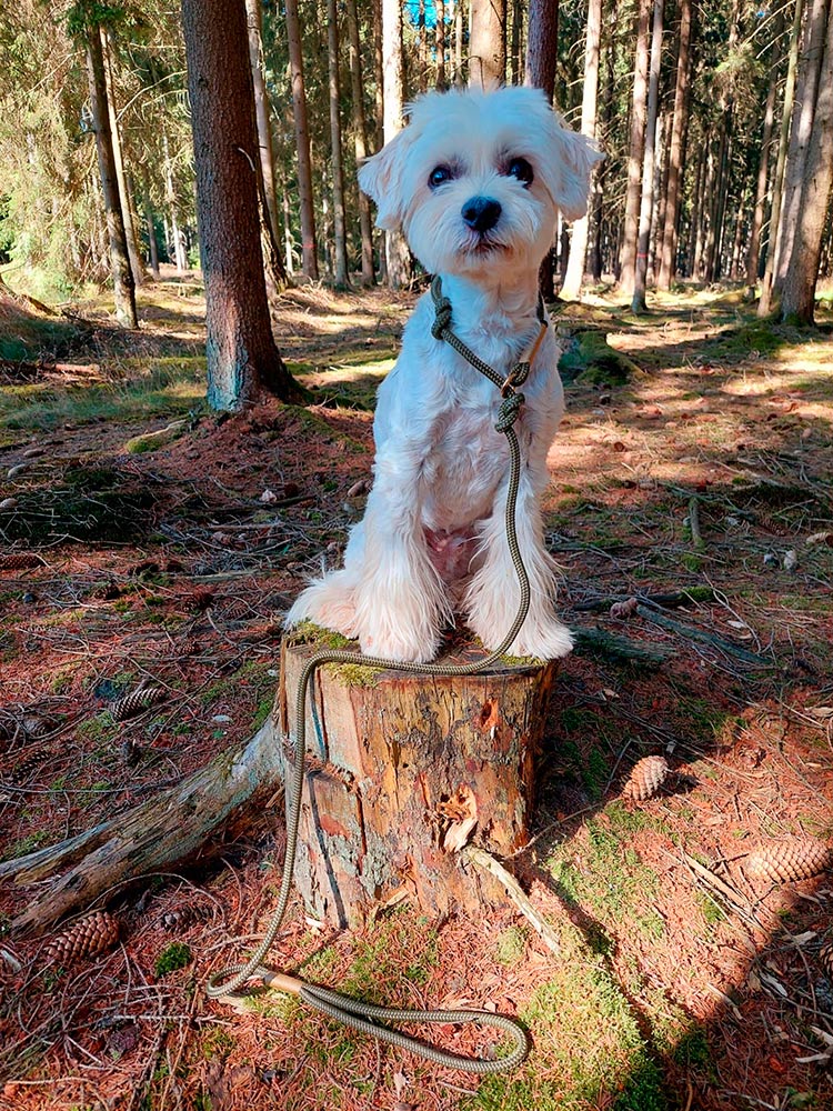 Kleiner Hund mit Retrieverleine Olive-Grove Gold (Softtau 8mm)