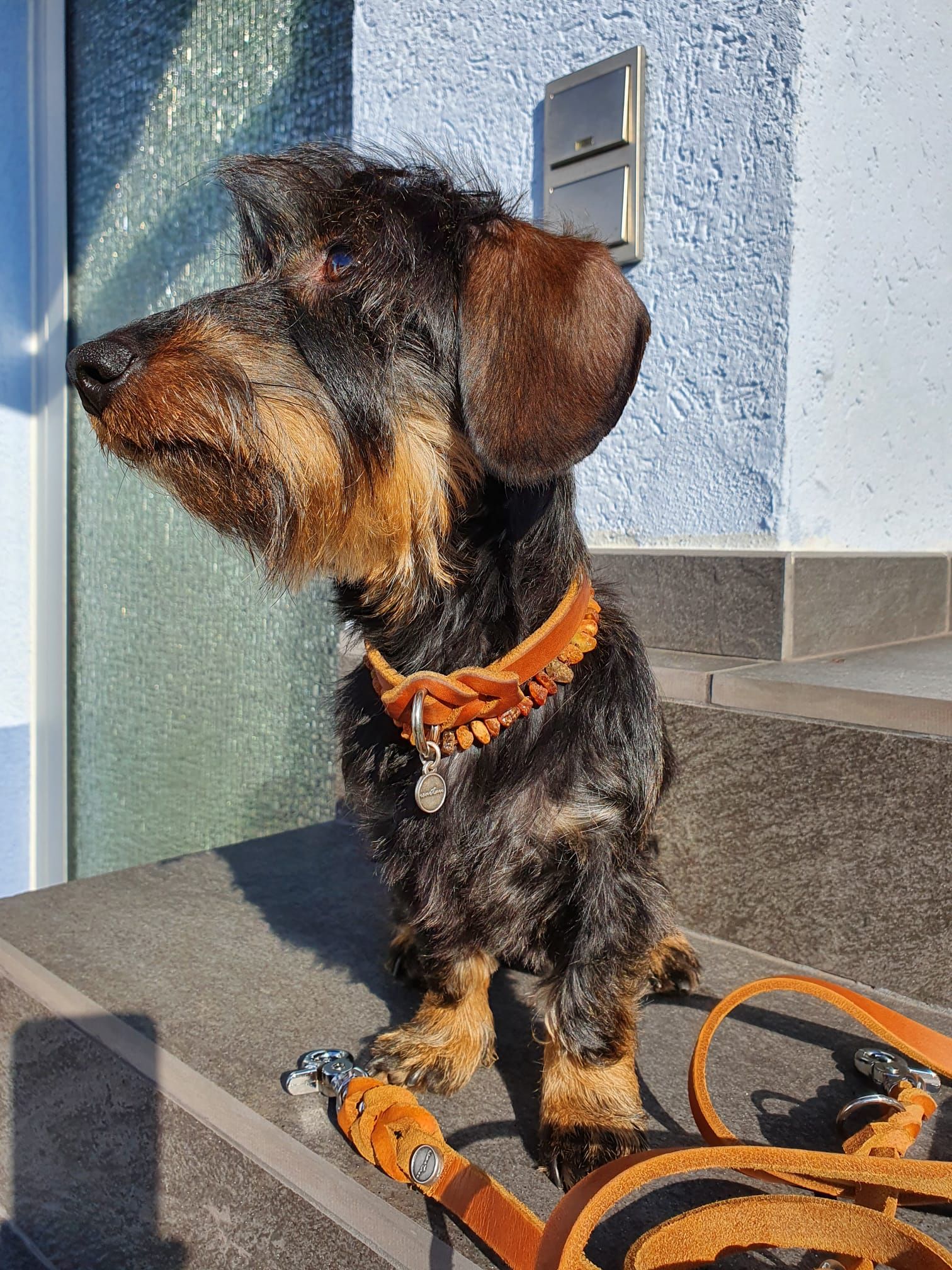 Dackel Emma Markeband und Lederleine 15mm