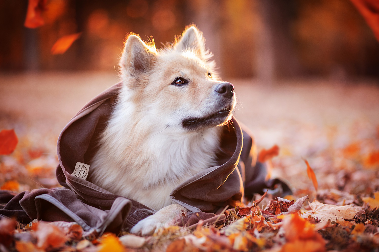 Eurasier in Schmusedecke Braun