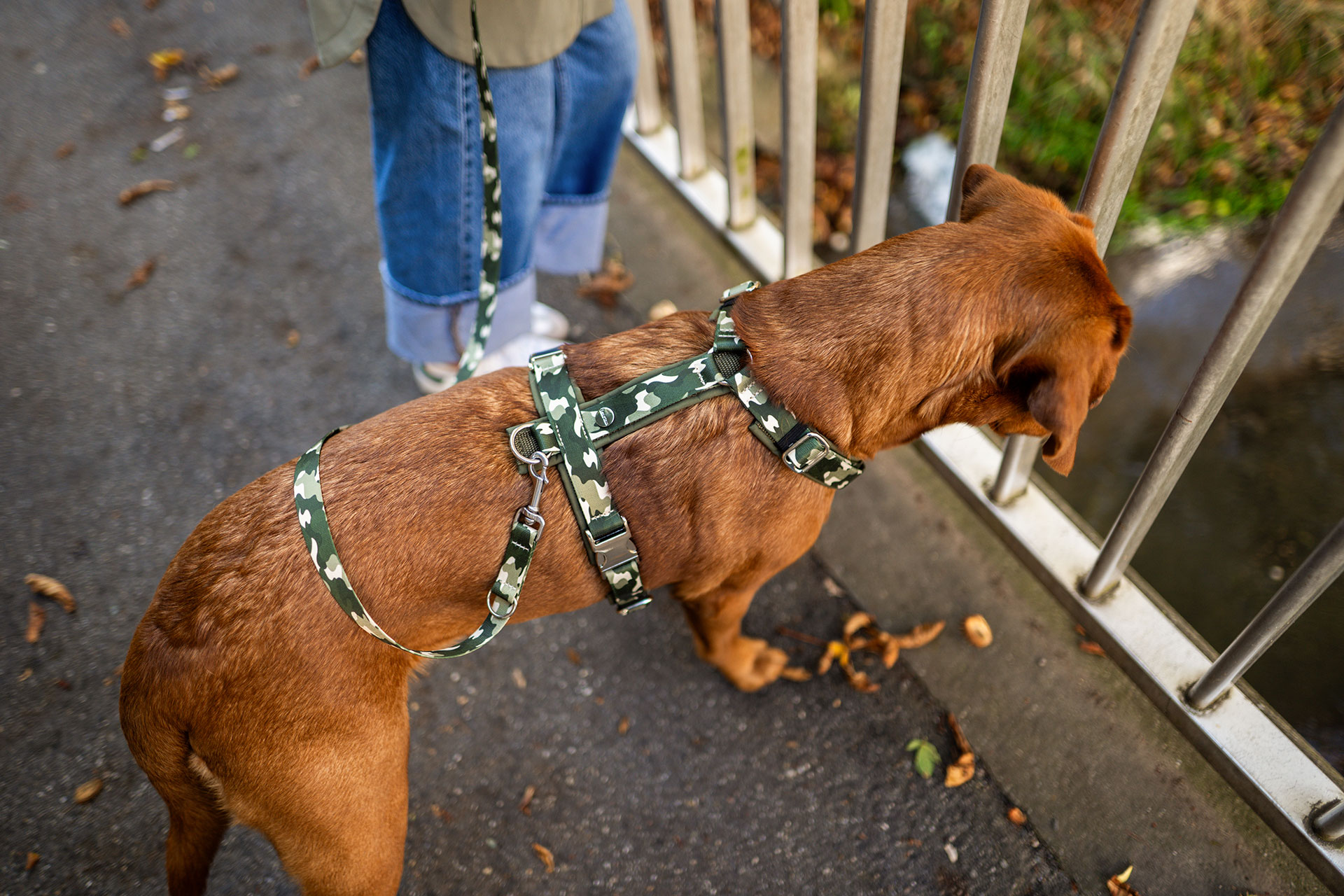 Detailansicht auf Rücken Labrador, Hund trägt Hundegeschirr Entdecker