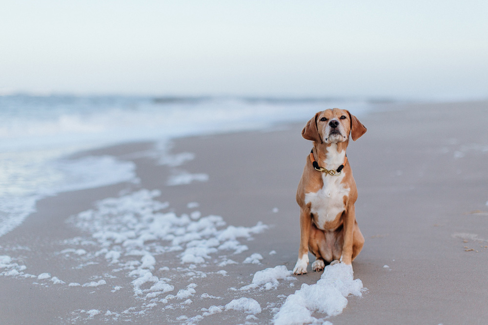 Hund sitzt mit schwarzem isartau Tauhalsband am Strand
