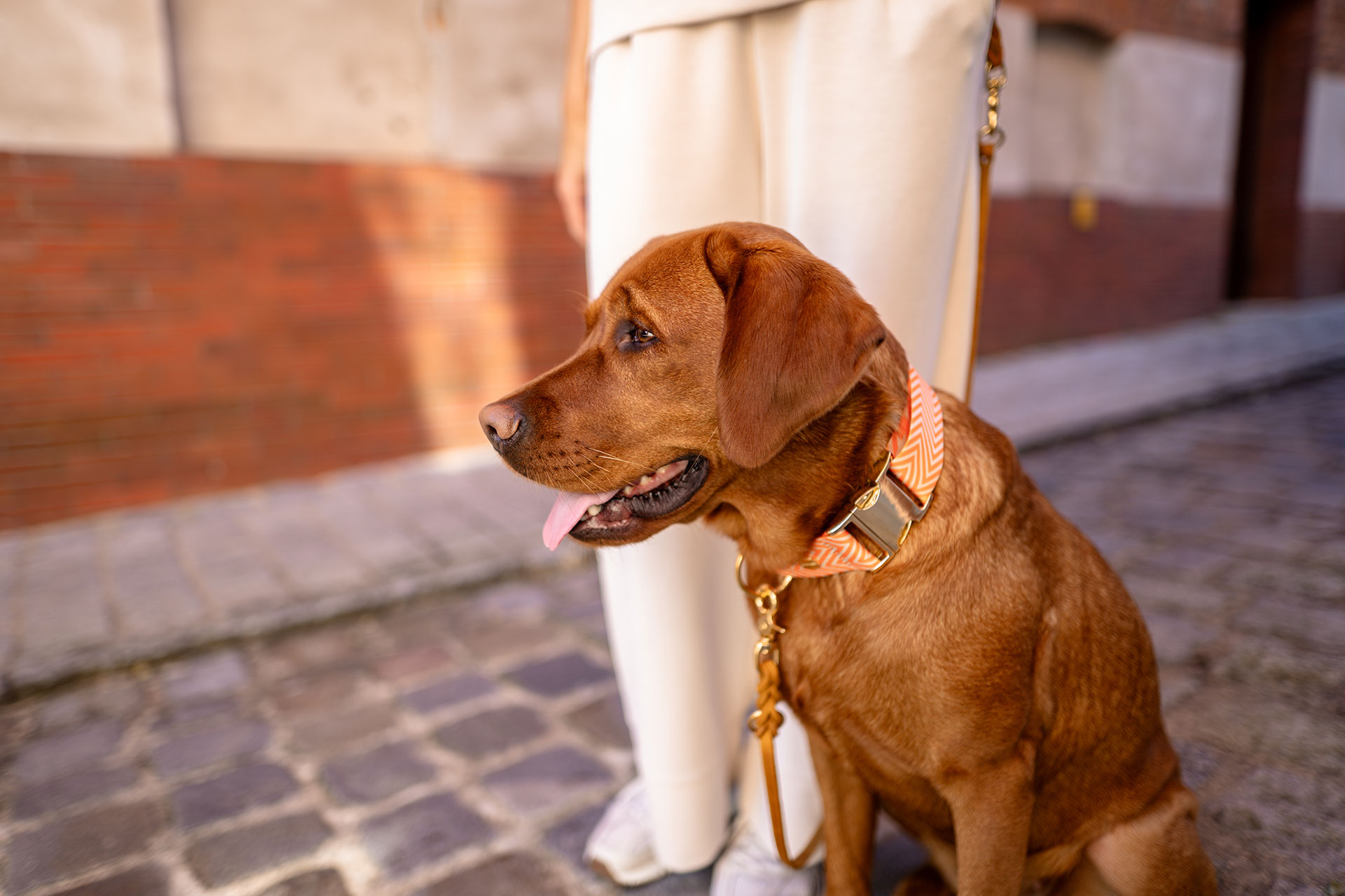 Labrador in Halsband Tänzer, Muster Fischgrät in Beige, Orange, Lederleine Cognac
