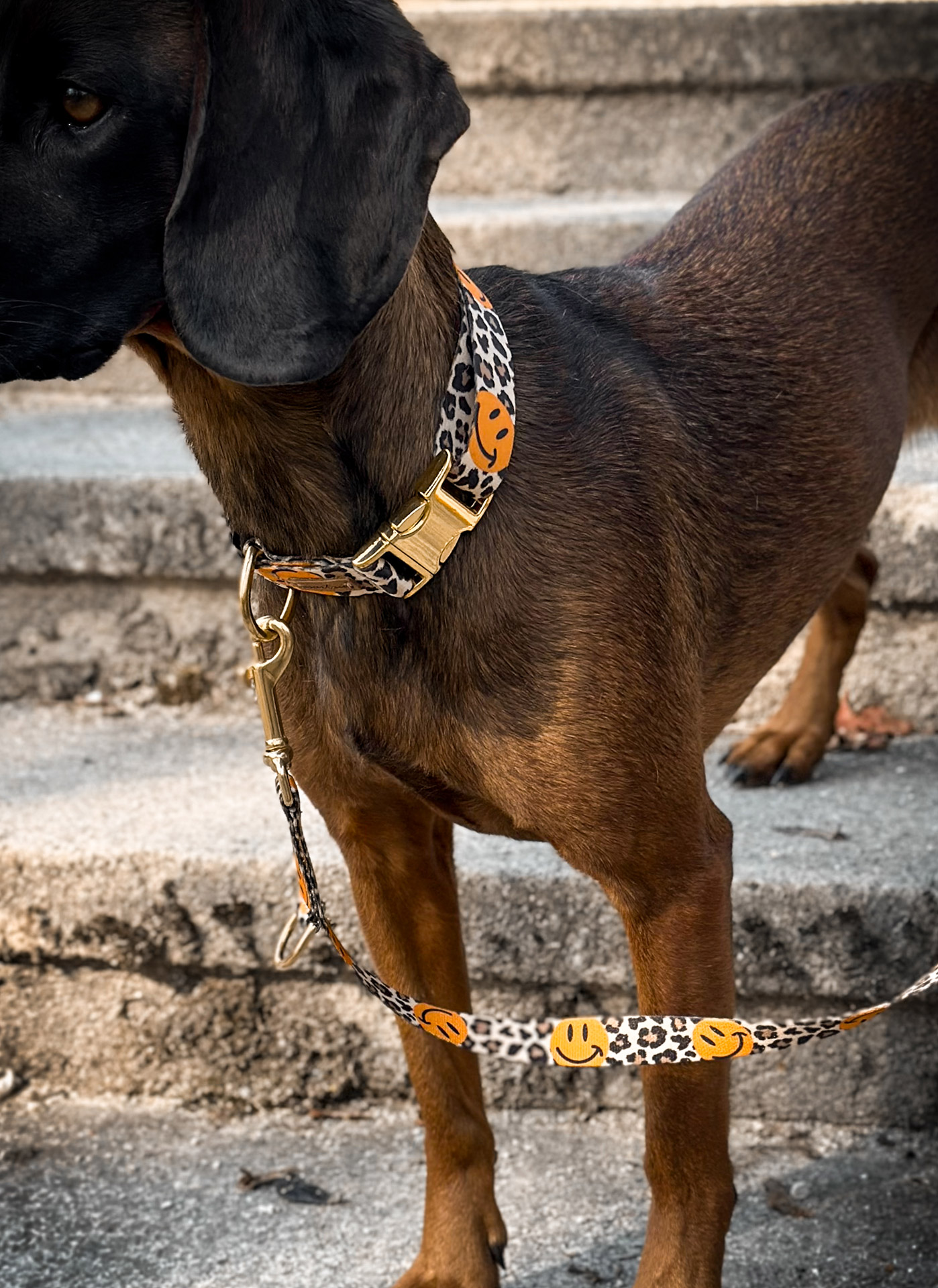 BGS Cleo mit Halsband und Leine im Design Leoprint mit Smile