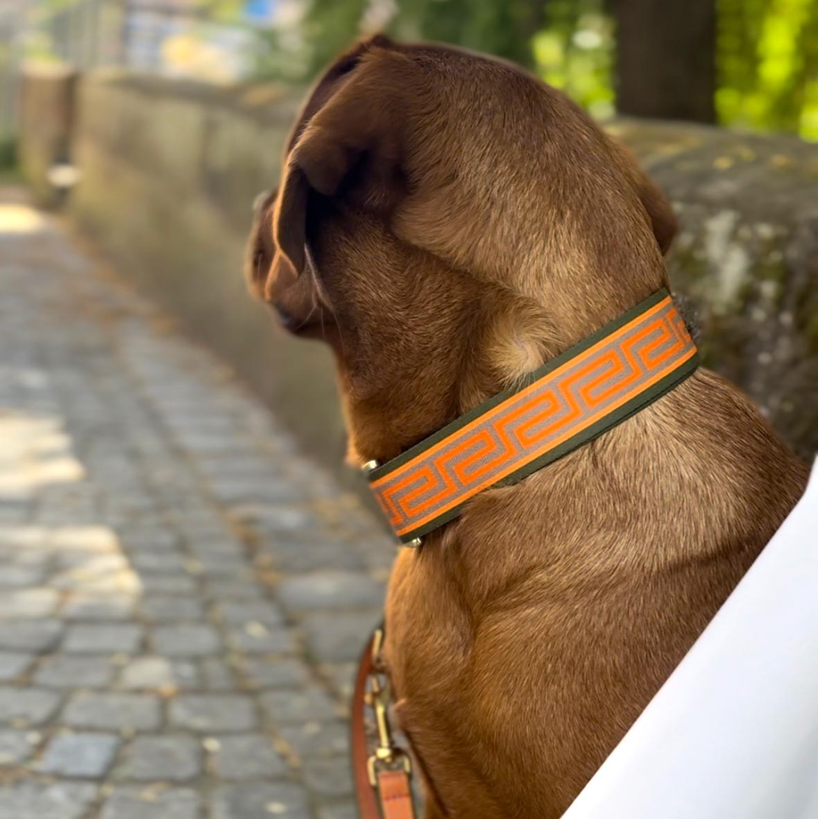 Labrador Redfox mit Wellenbrecher Halsband in Größe XL