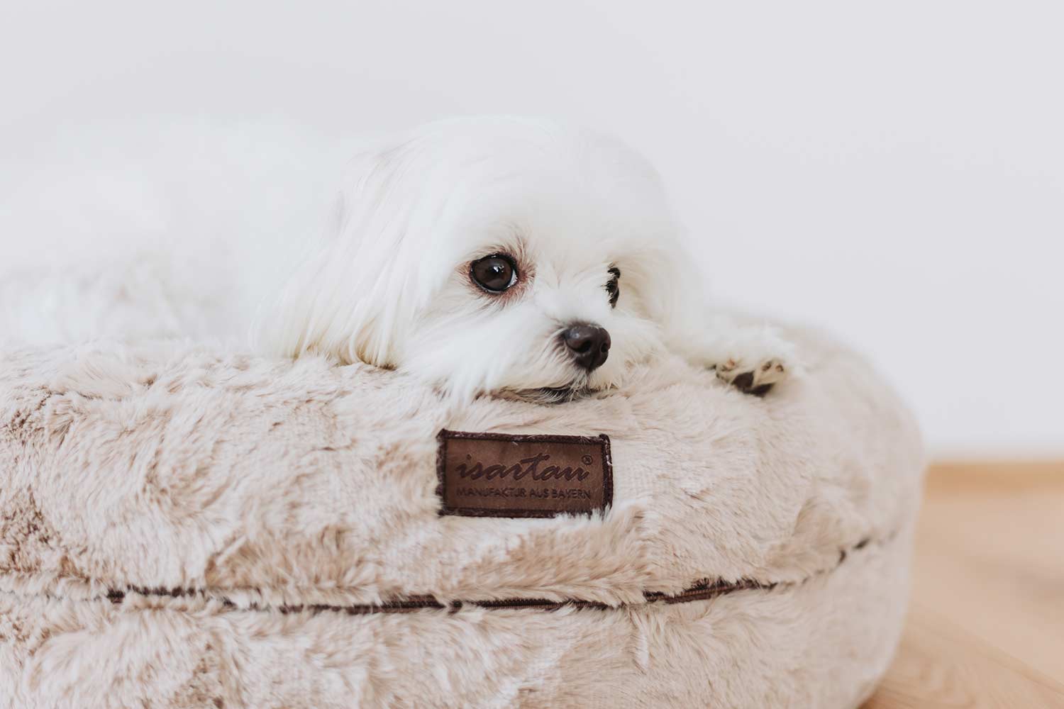 Malteser Hund schläft in beigem Hundebett Bagelbettchen