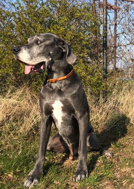 Filippo Dogge Lederschlupfi SPORTY cognac 15 mm