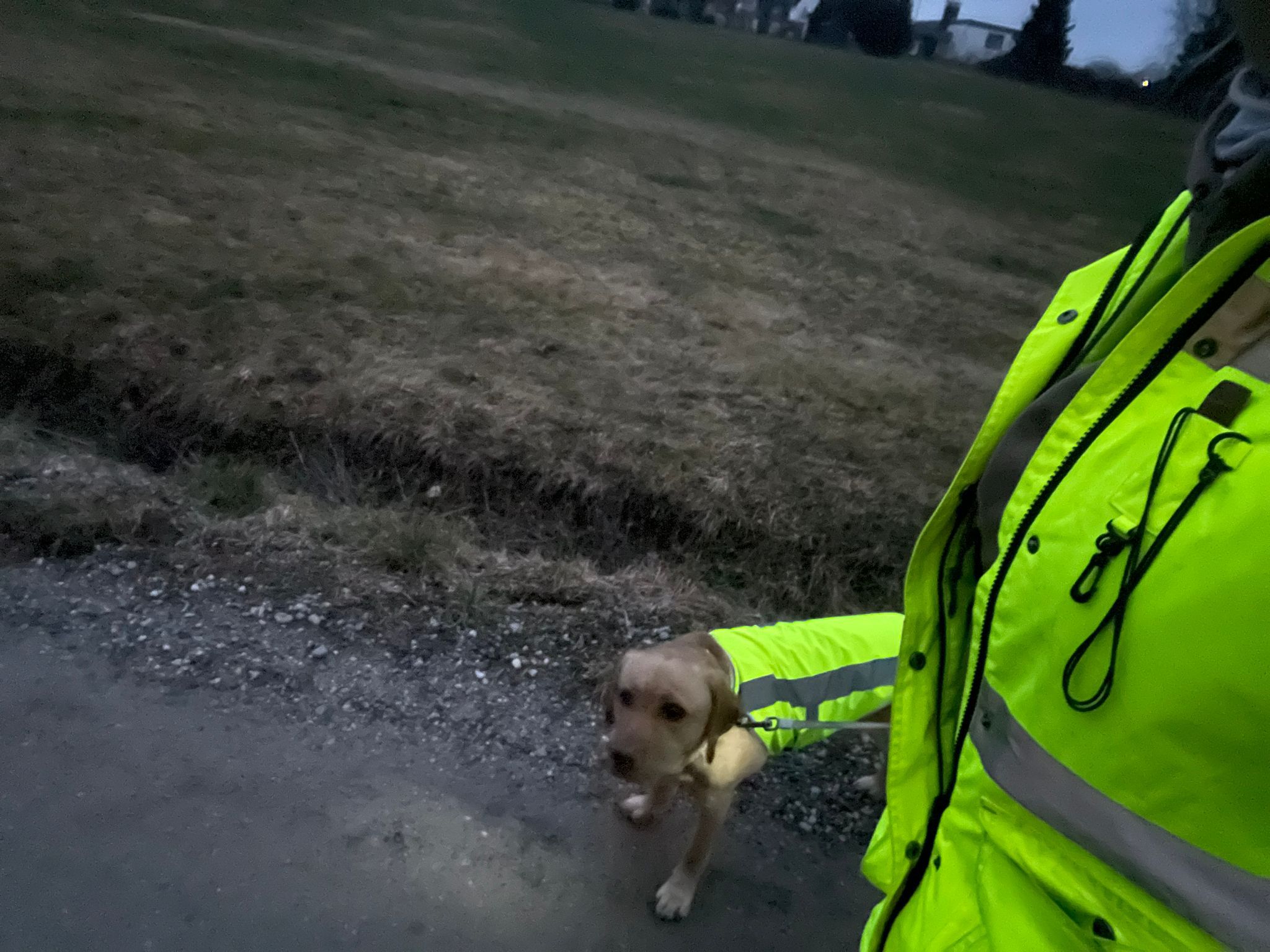 Labrador Aska in Hundewarnweste Neongelb