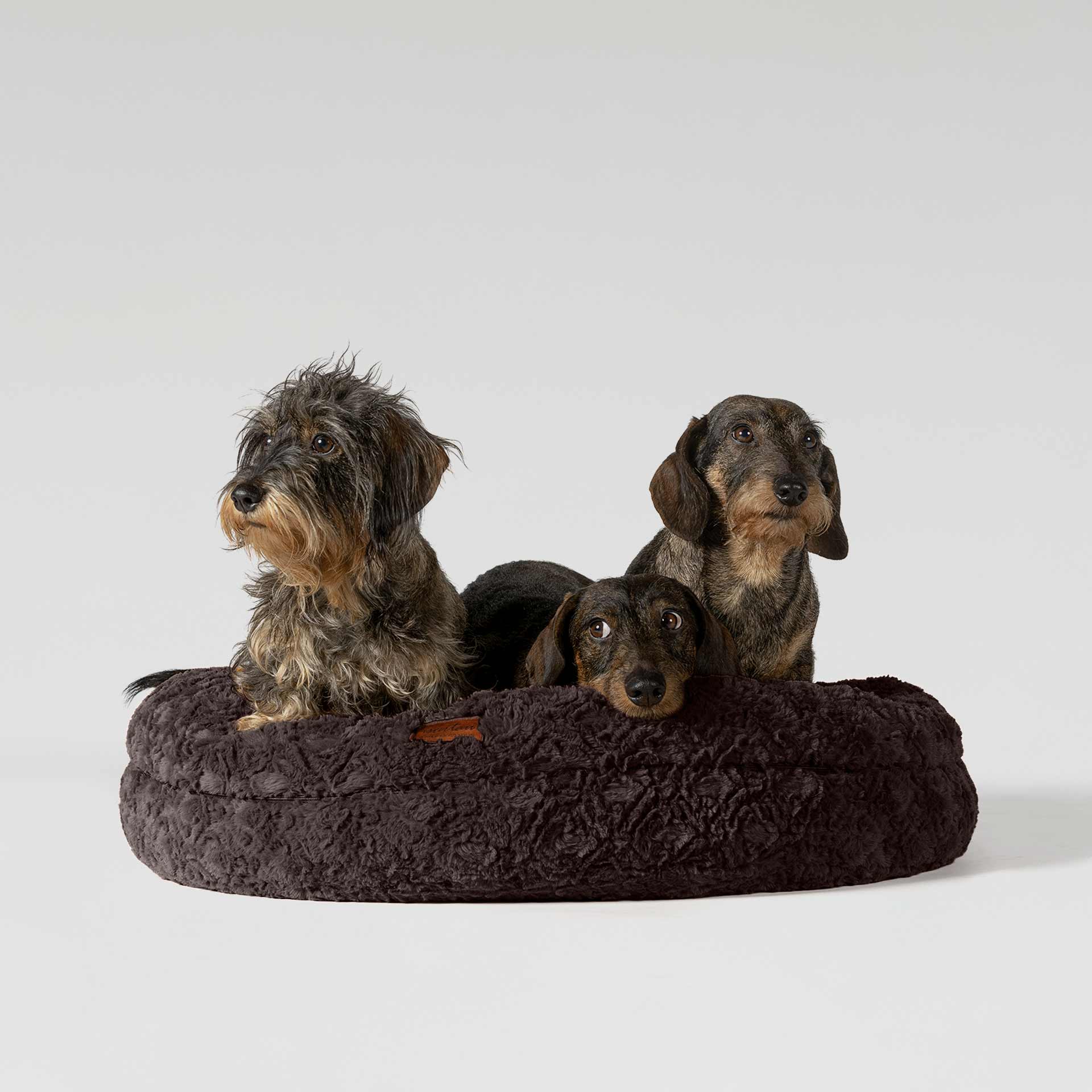 drei Zwergdackel in Bagelbettchen Kaffee, Größe S