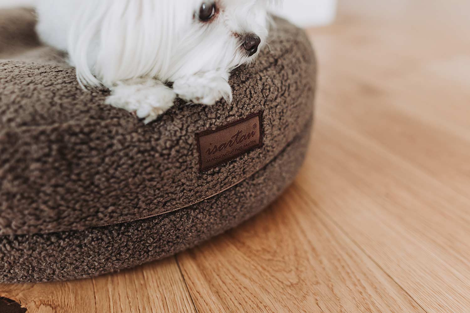 kleiner weißer Malteser liegt in runden Hundebett Bagelbettchen, Teddystoff Braun