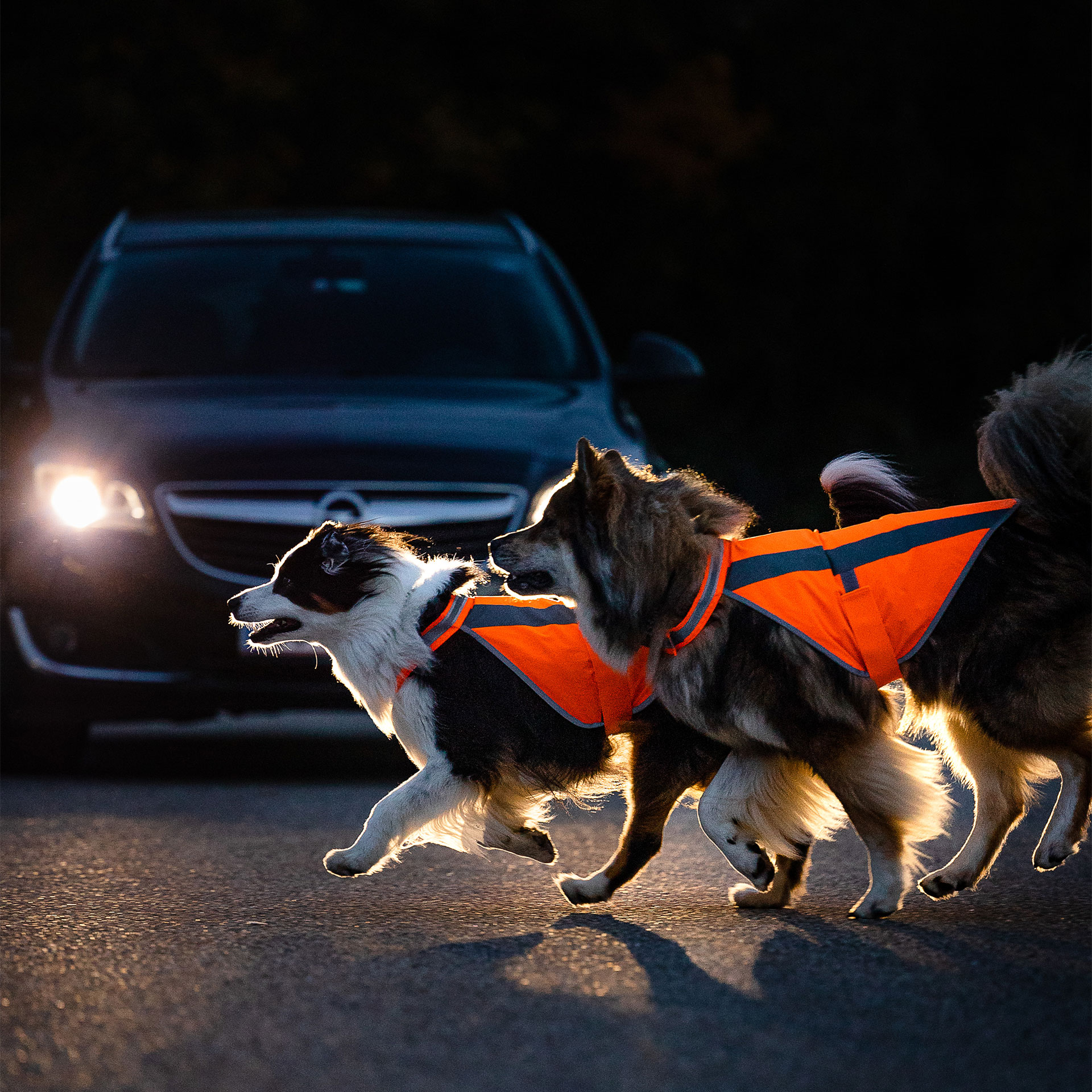 Eurasier mit neonfarbenen isartau Warnwesten im Straßenverkehr gut sichtbar