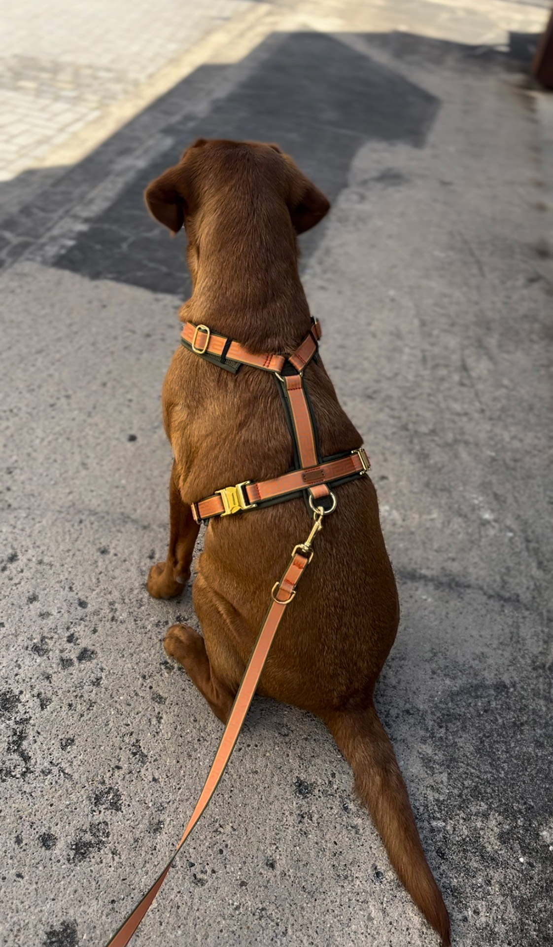 Gepolstertes Hundegeschirr an Labrador - Design Wellenbrecher, Mäander Muster in Orange/Olive