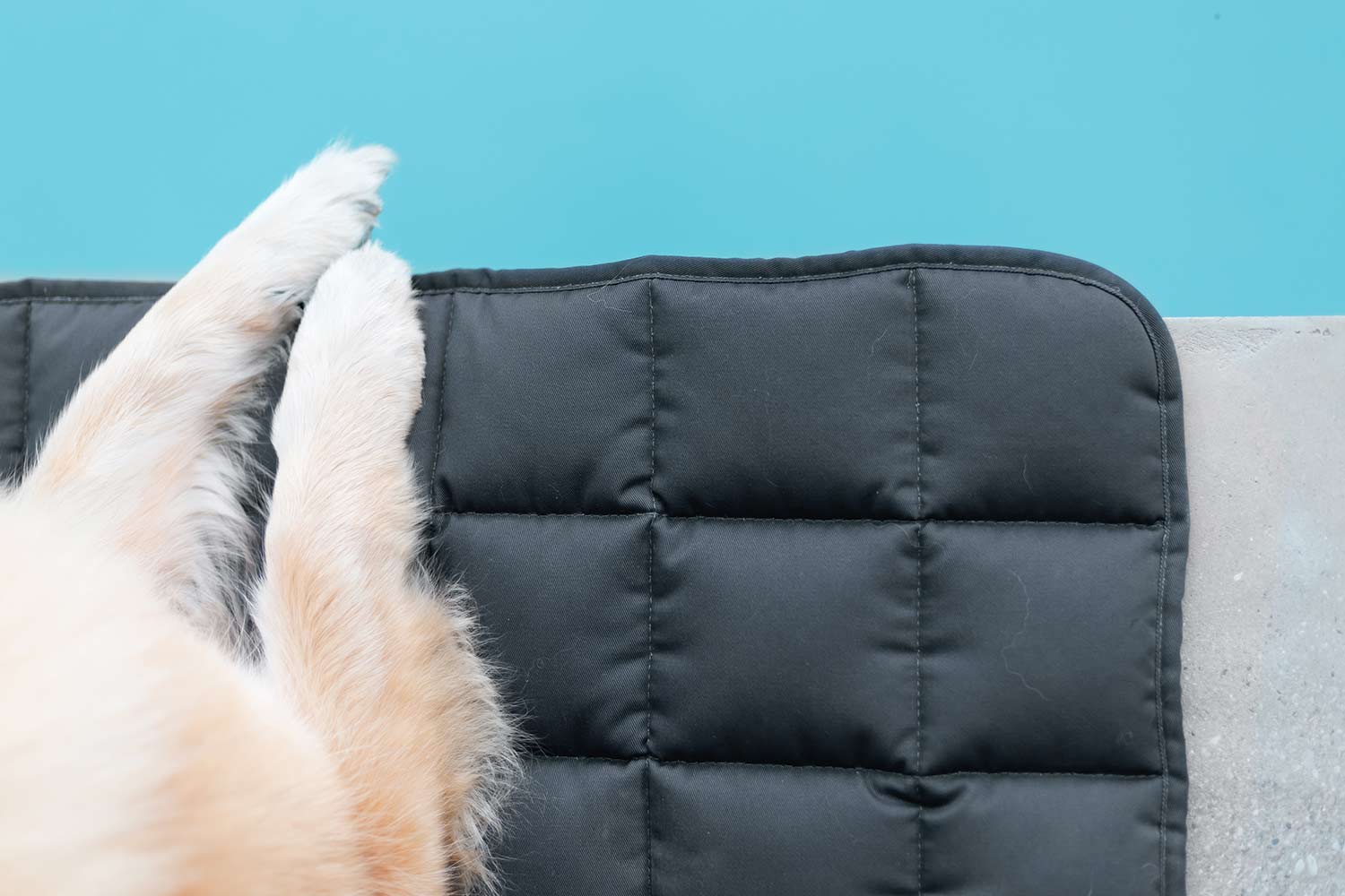 Eurasier liegt auf grauer Reisedecke  am Pool