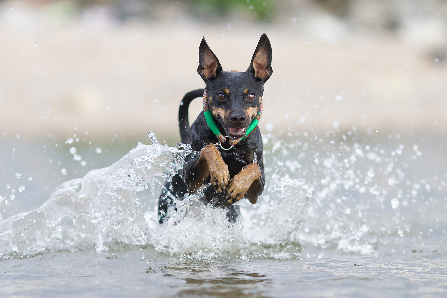 Zwergrehpinscher rennt durch Wasser, Halsband Zugstopp Easy Summer