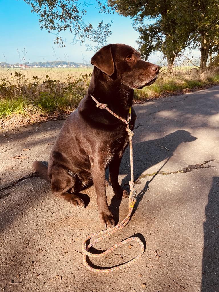 Brauner Labrador mit bunter Easy Summer Retrieverleine
