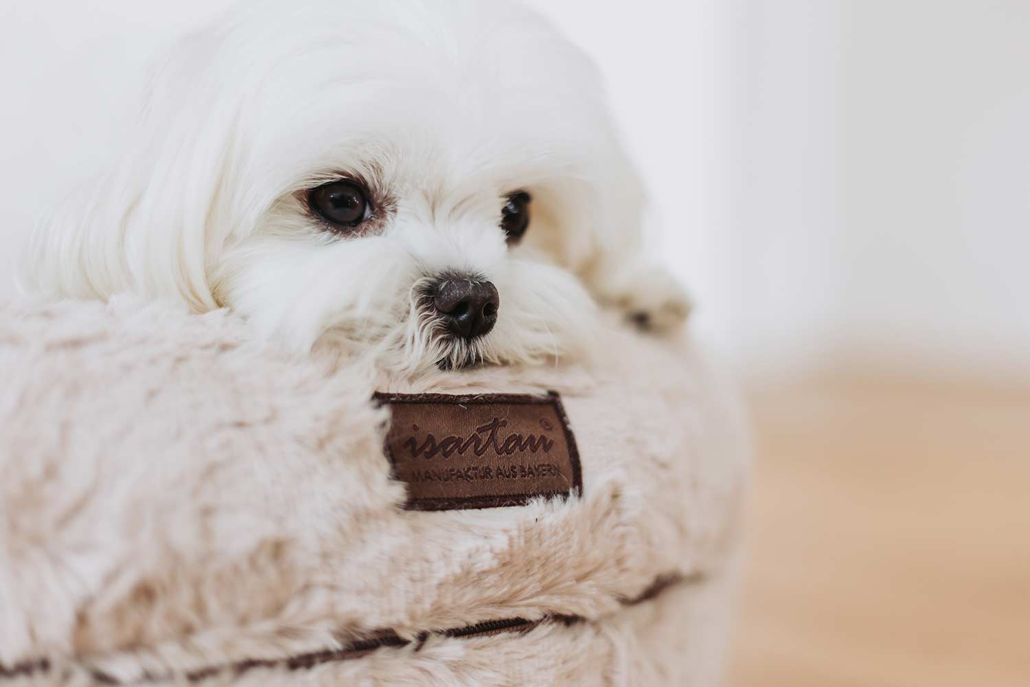Minimalteser liegt glücklich im orthopädischen runden Hundebett Bagelbettchen, Kunstfell Beige