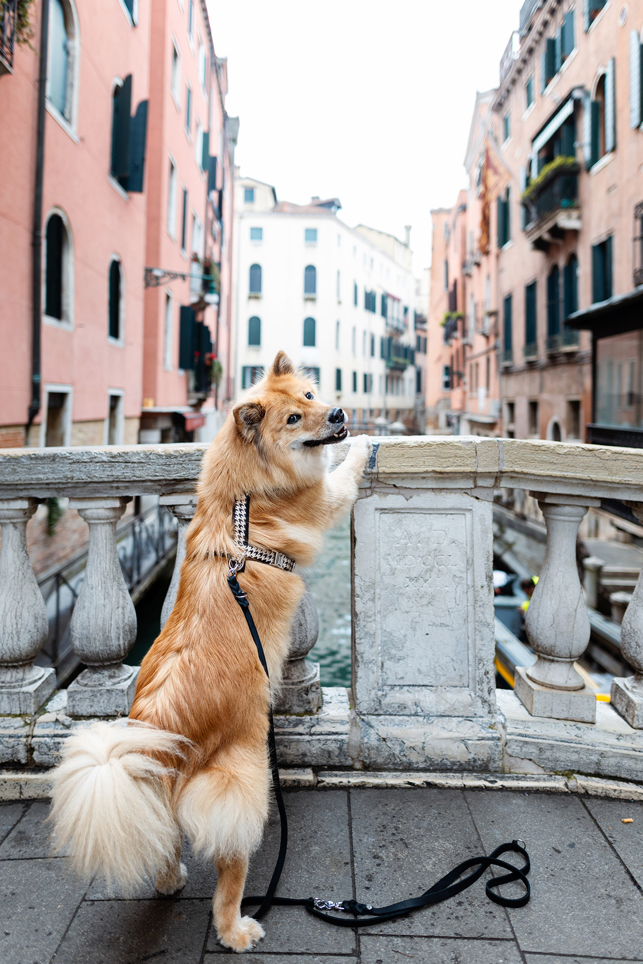 Eurasier lehnt an Brücke, trägt Hundegeschirr Stadtgeflüster in Schwarz Weiß mit Hahnentrittmotiv