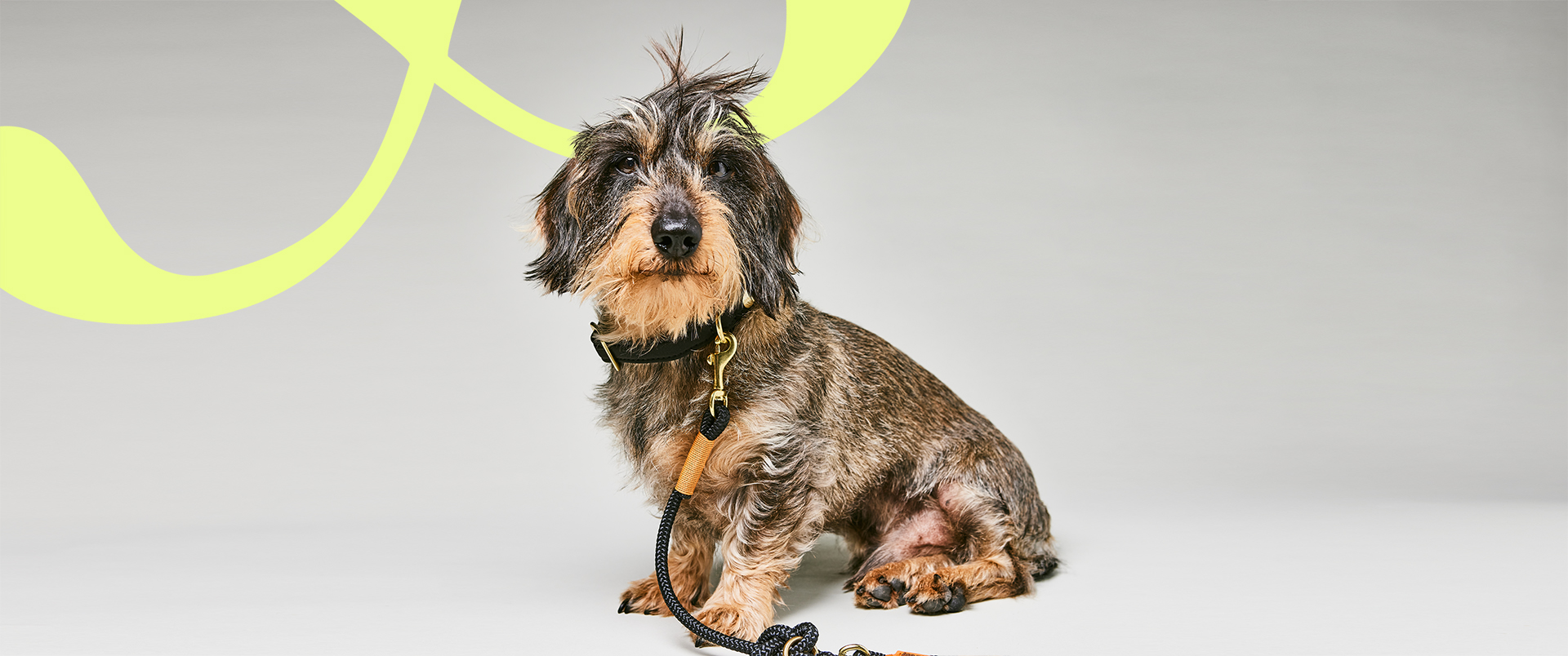 Dackel posiert mit schwarzem Stoffhalsband Softie Schwarz, schwarze Tauleine Black Mamba Rost-Orange