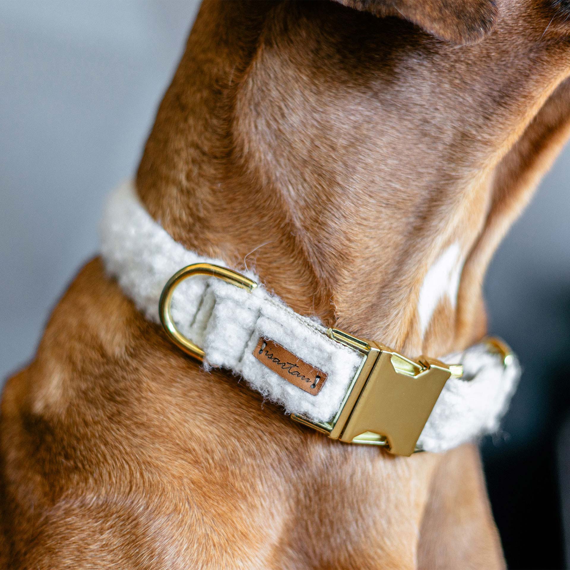 Halsband aus weißem Bouclestoff an Ridgeback Hundehals, Nahaufnahme