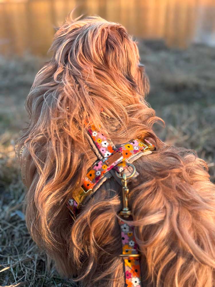 Tibet-Terrier-Juszti-Geschirr-und-Leine-Blumenmeer