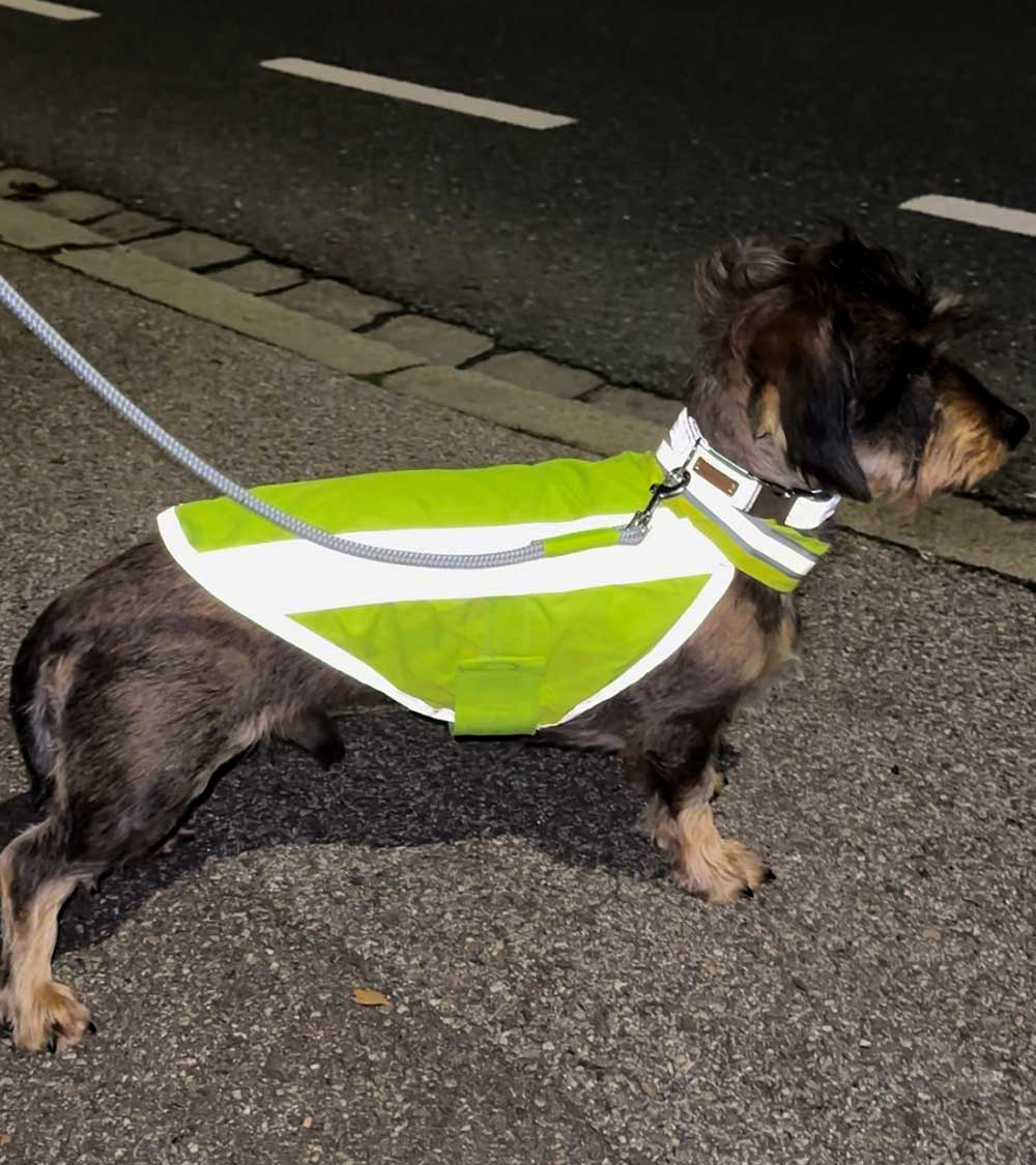 Dackel trägt neongelbe Hundewarnweste am Straßenrand, Reflexion durch Straßenlaterne